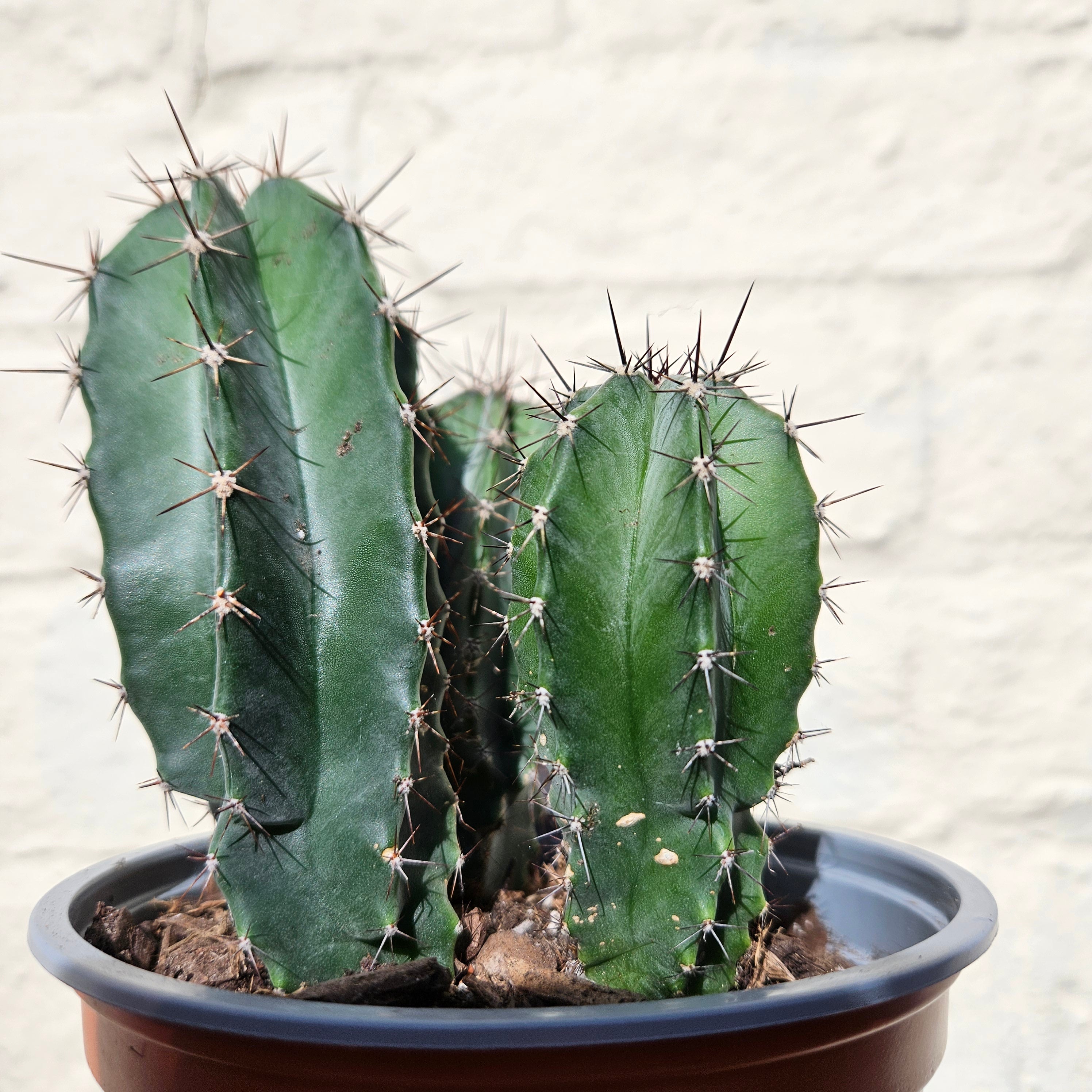 Stenocereus pruinosis (Grey Ghost Organ Pipe Cactus)- British Grown Cacti