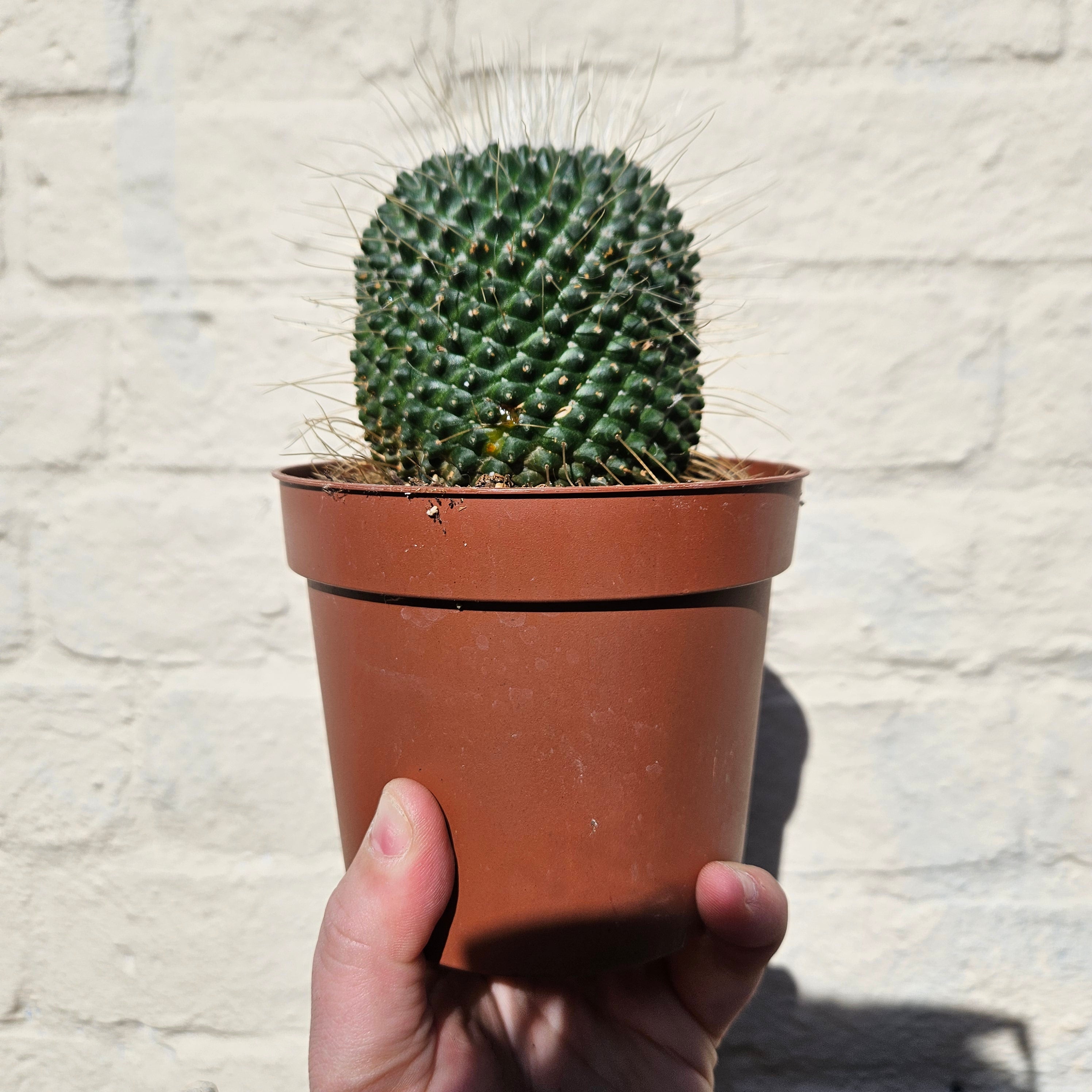 Mammillaria spinosissima subsp. spinosossima &