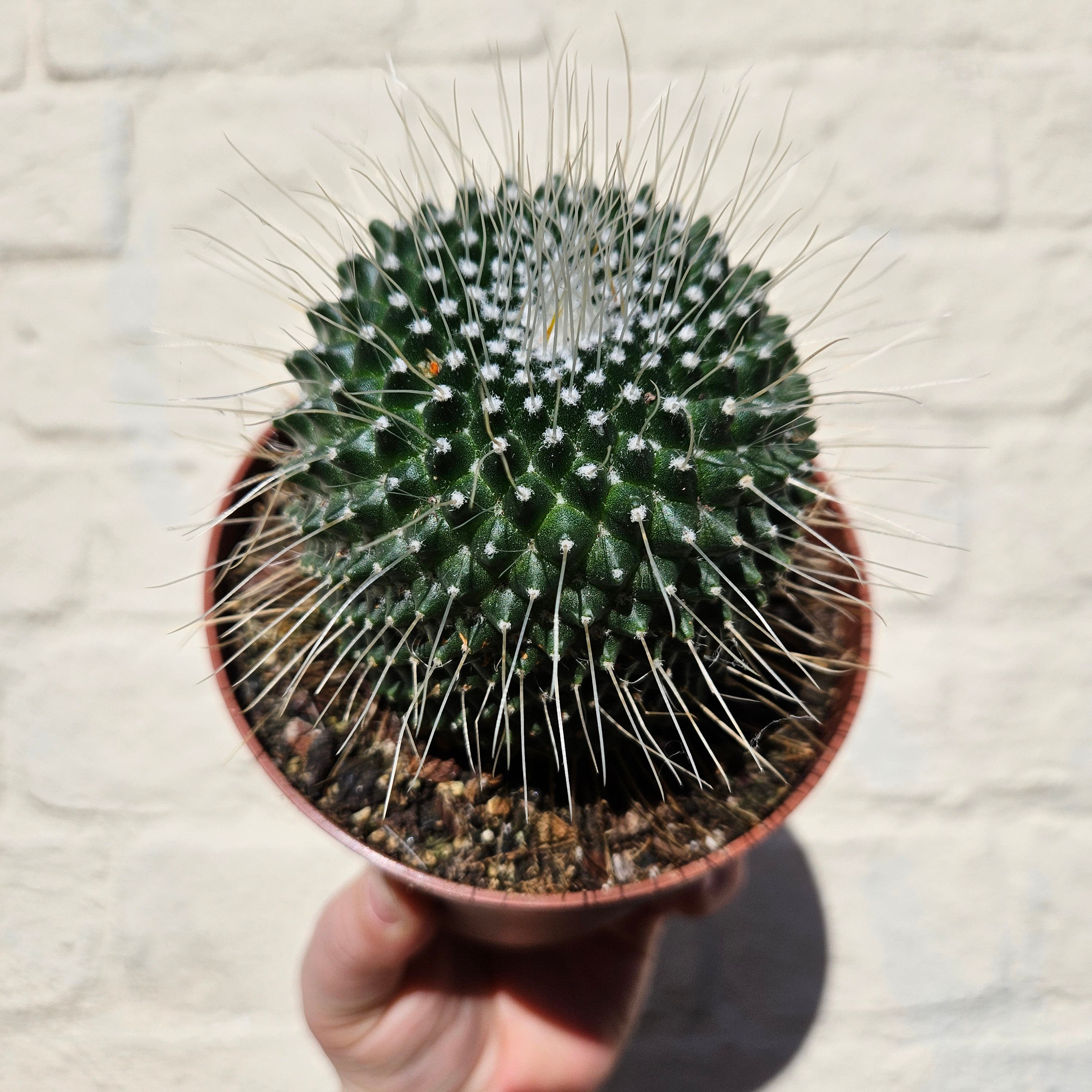 Mammillaria spinosissima subsp. spinosossima &