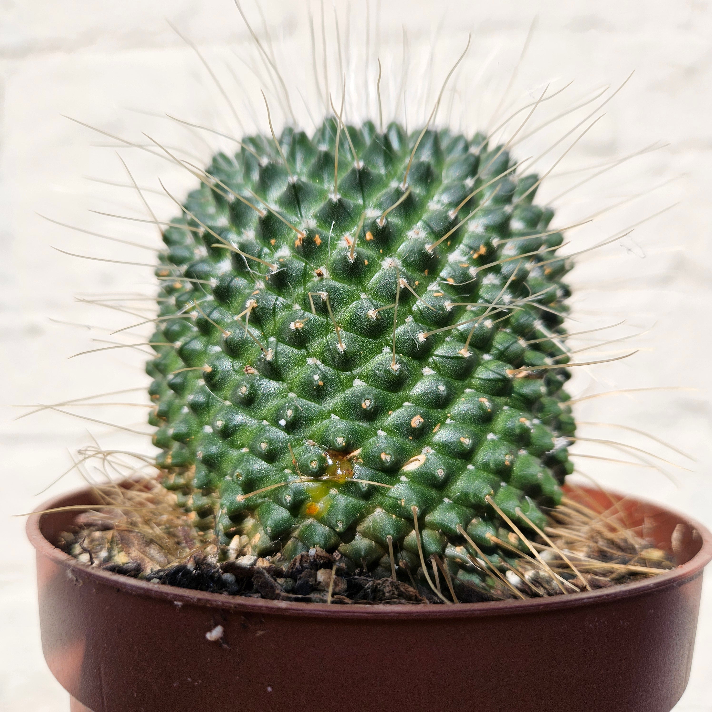 Mammillaria spinosissima subsp. spinosossima &