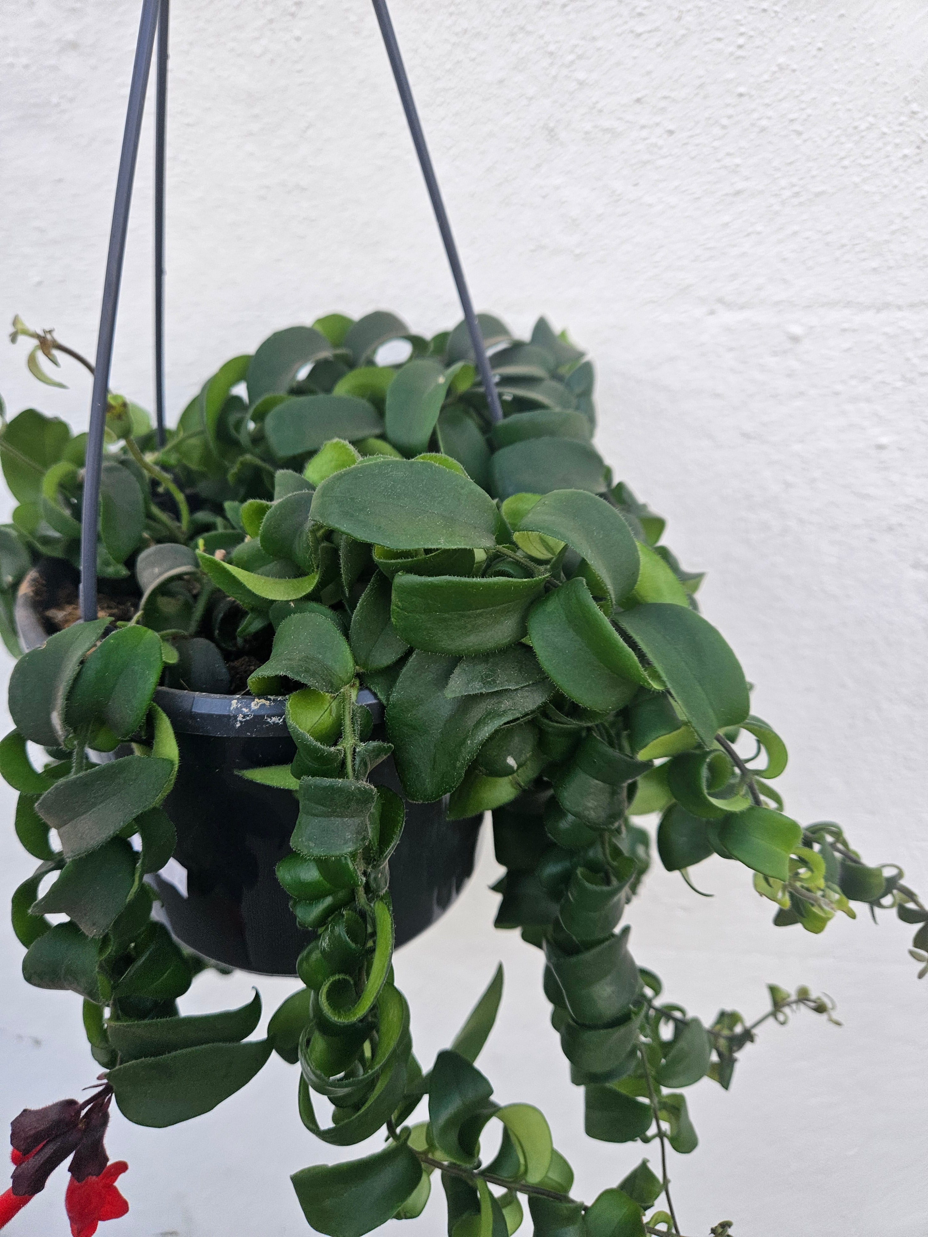 Aeschynanthus radicans &