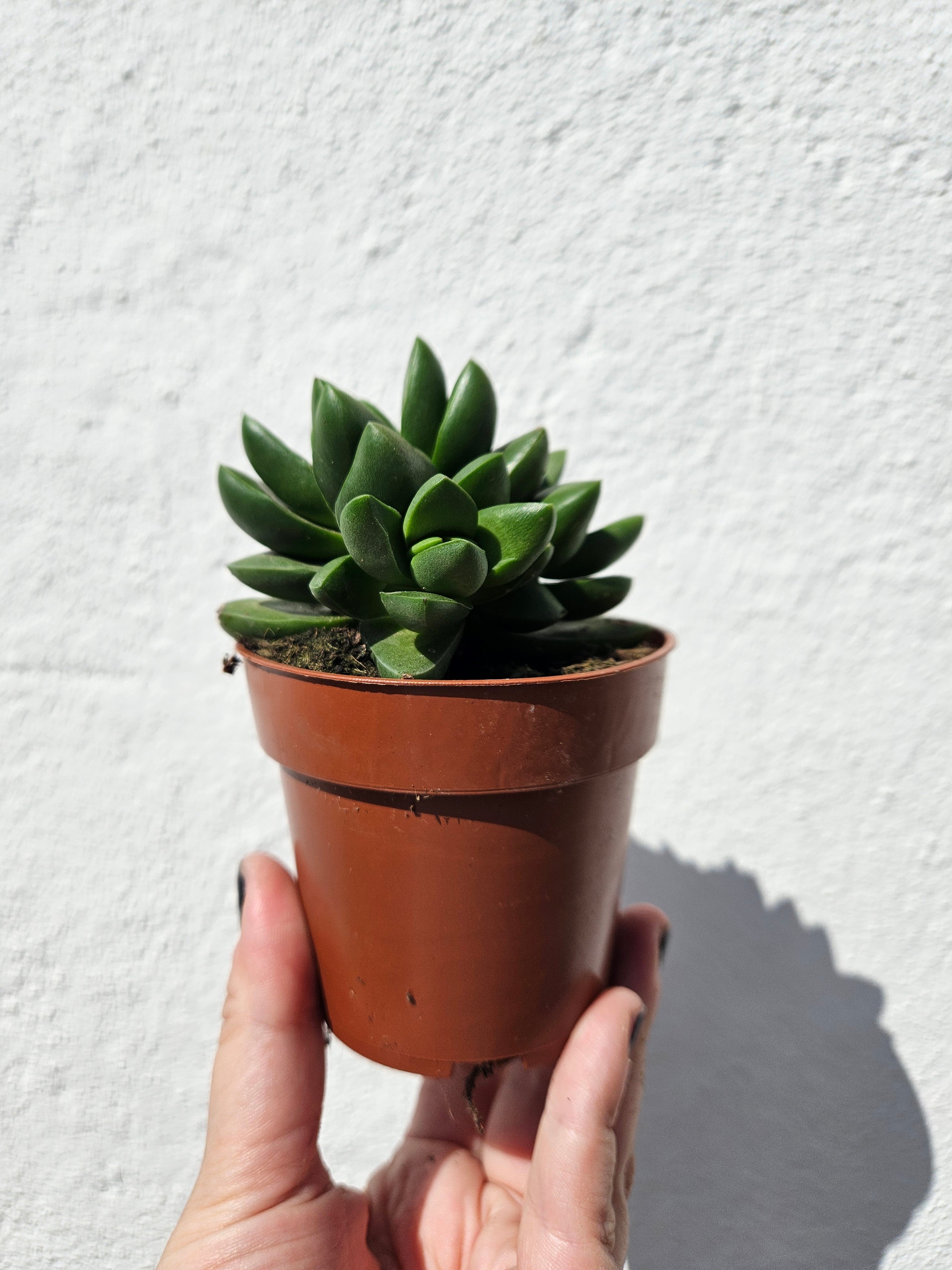 Crassula capitella ‘Benjamin’
