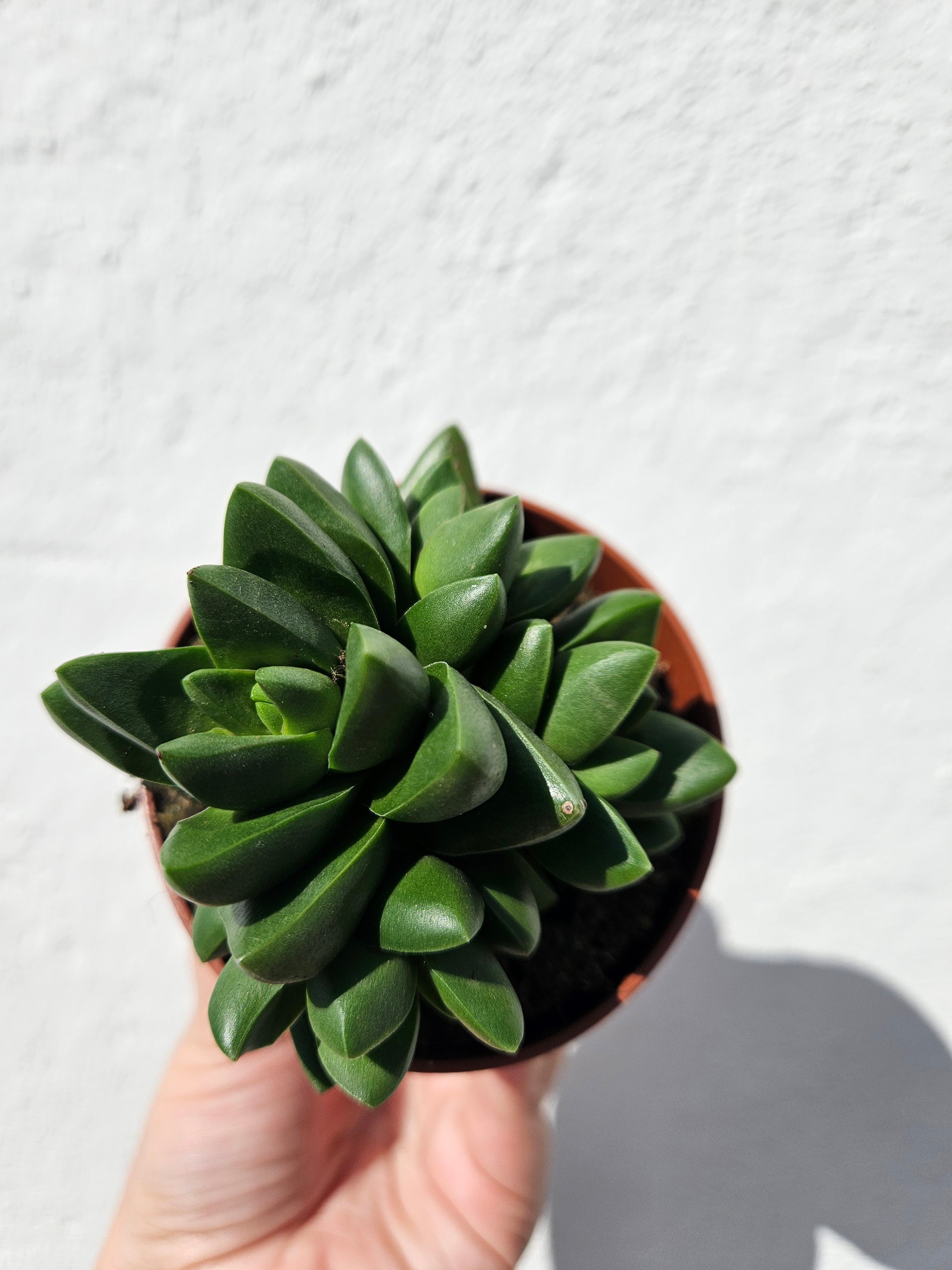 Crassula capitella ‘Benjamin’