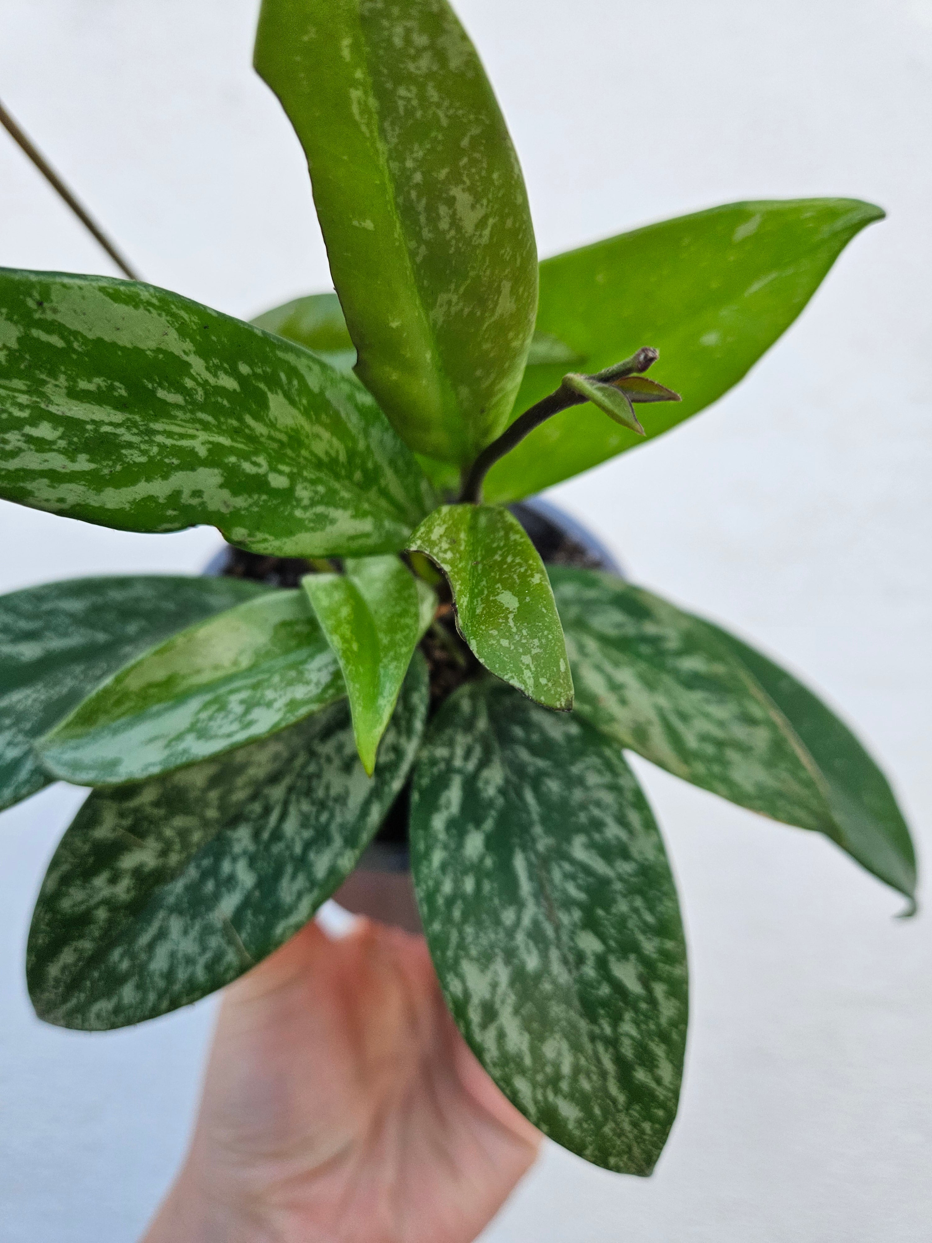 Hoya pubicalyx &
