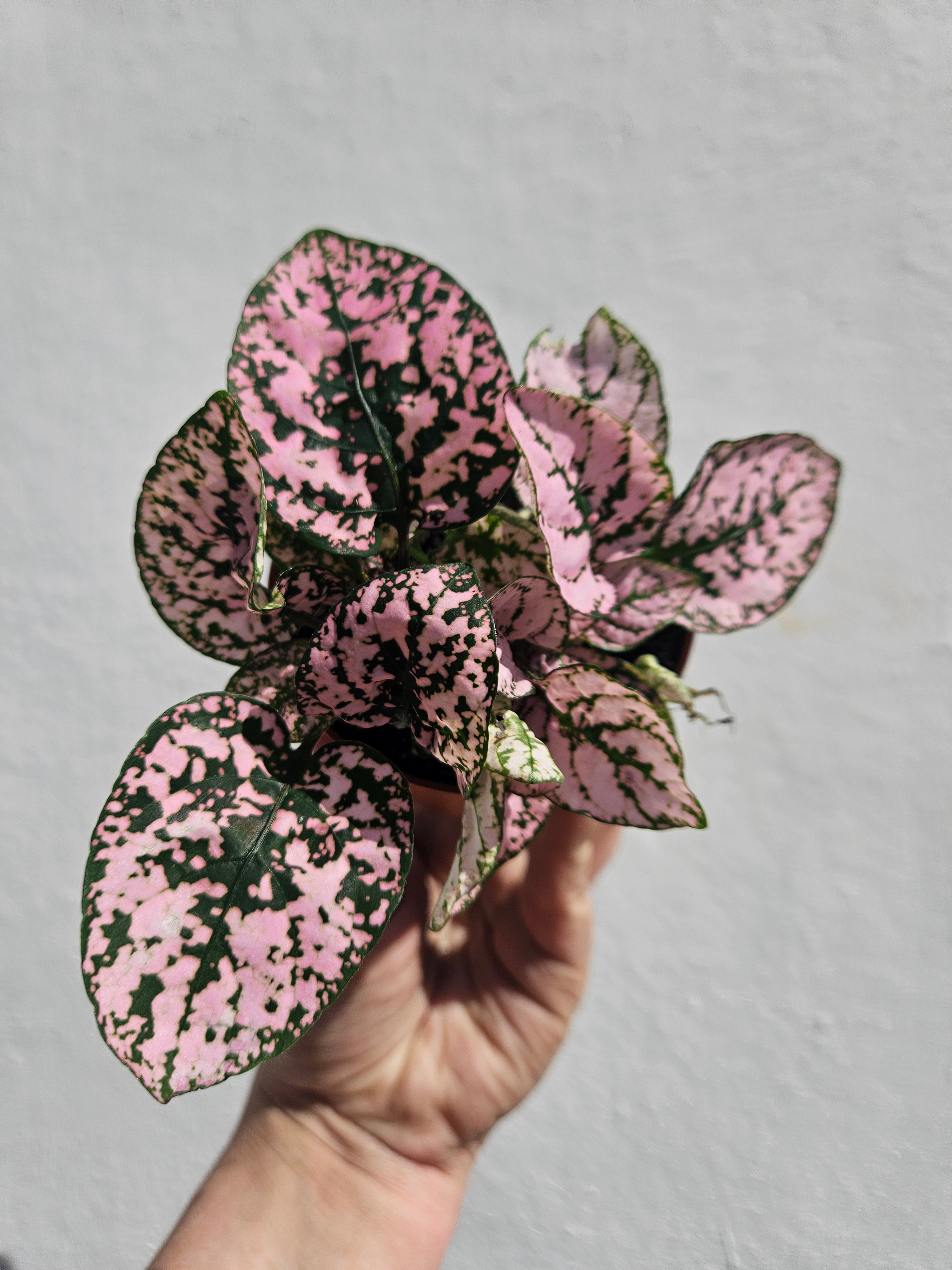 Hypoestes phyllostachya (Polka dot plant)