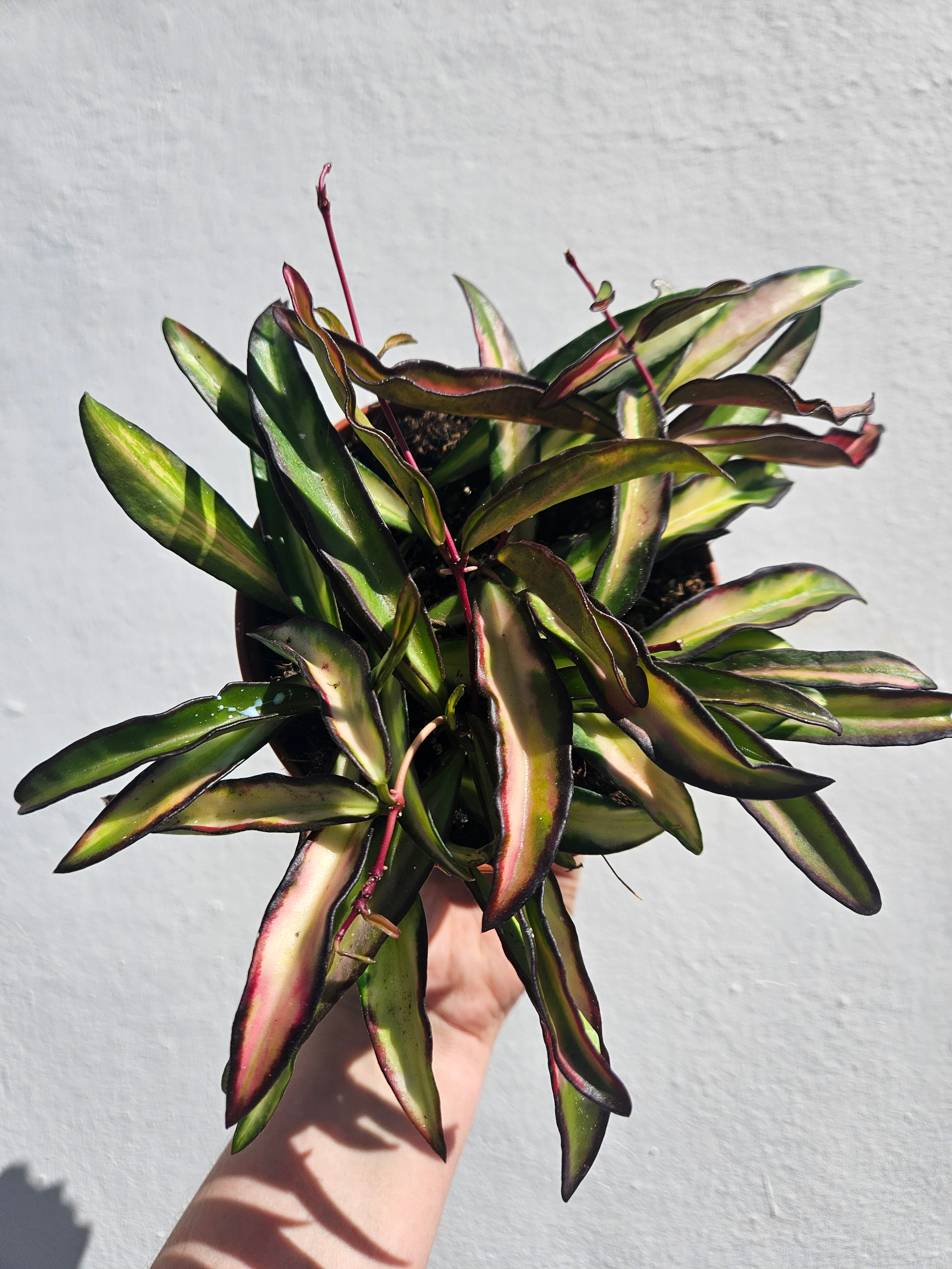 Hoya wayetti &