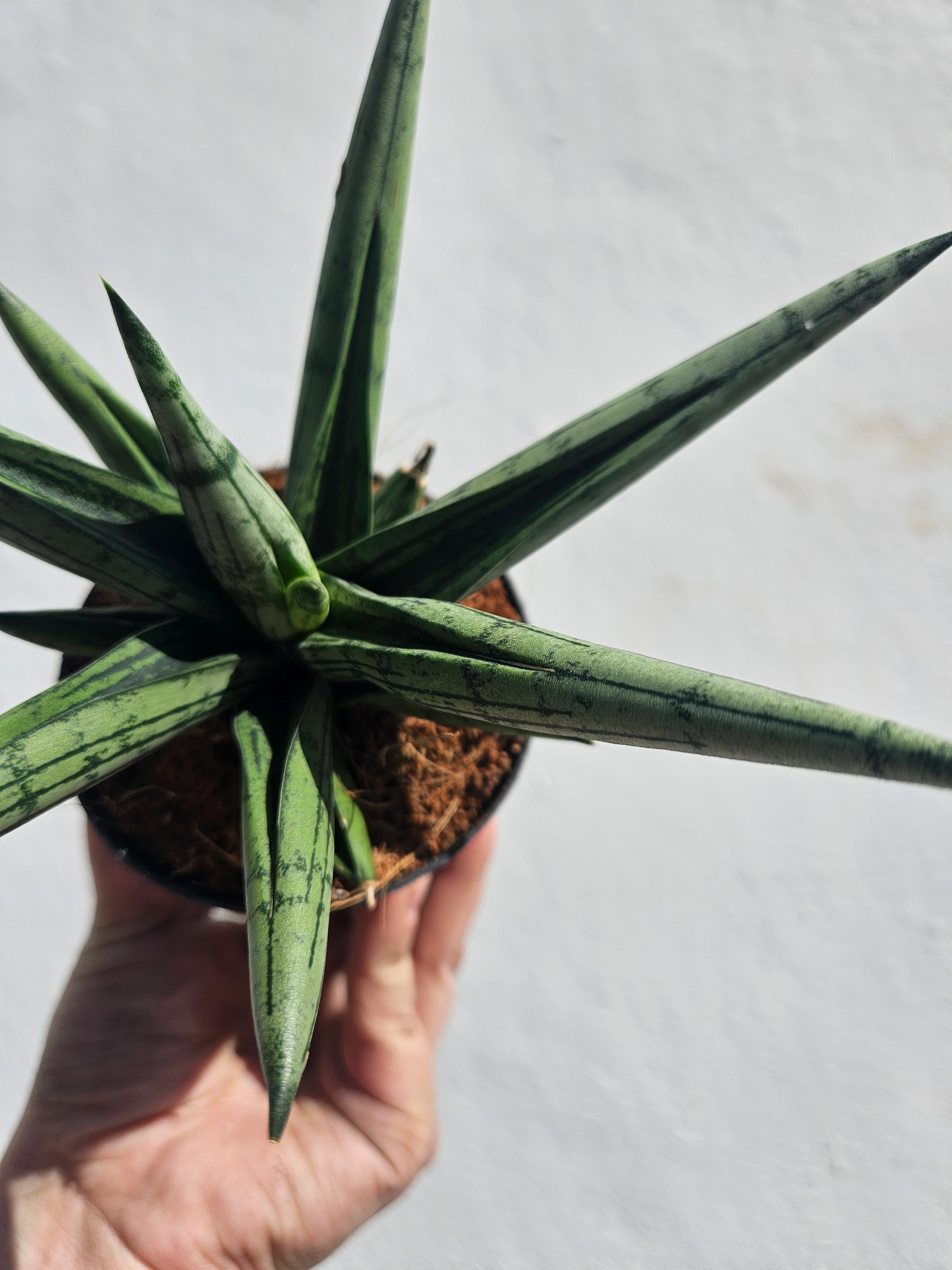 Sanseveria cylindrica &