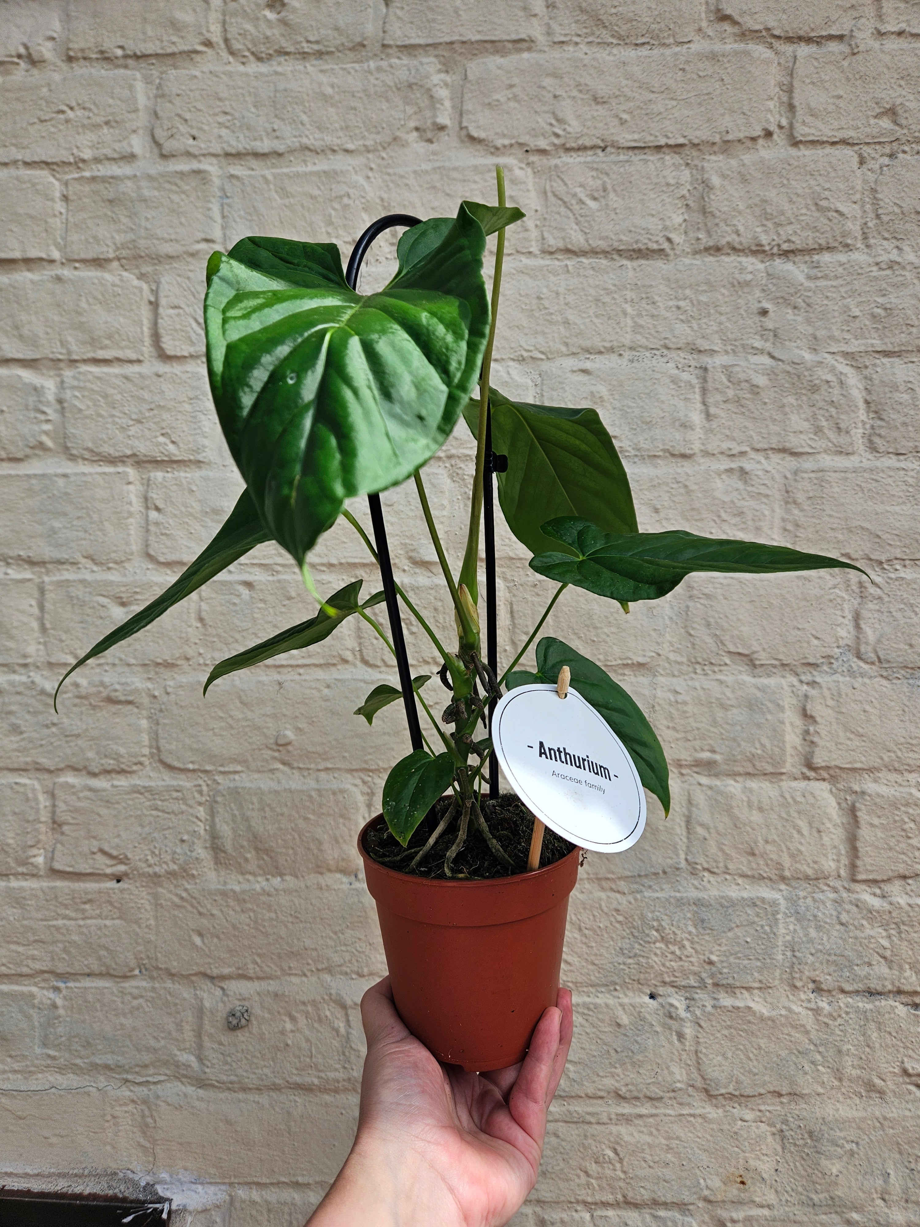 Anthurium balaoanum (Angel wings Anthurium)