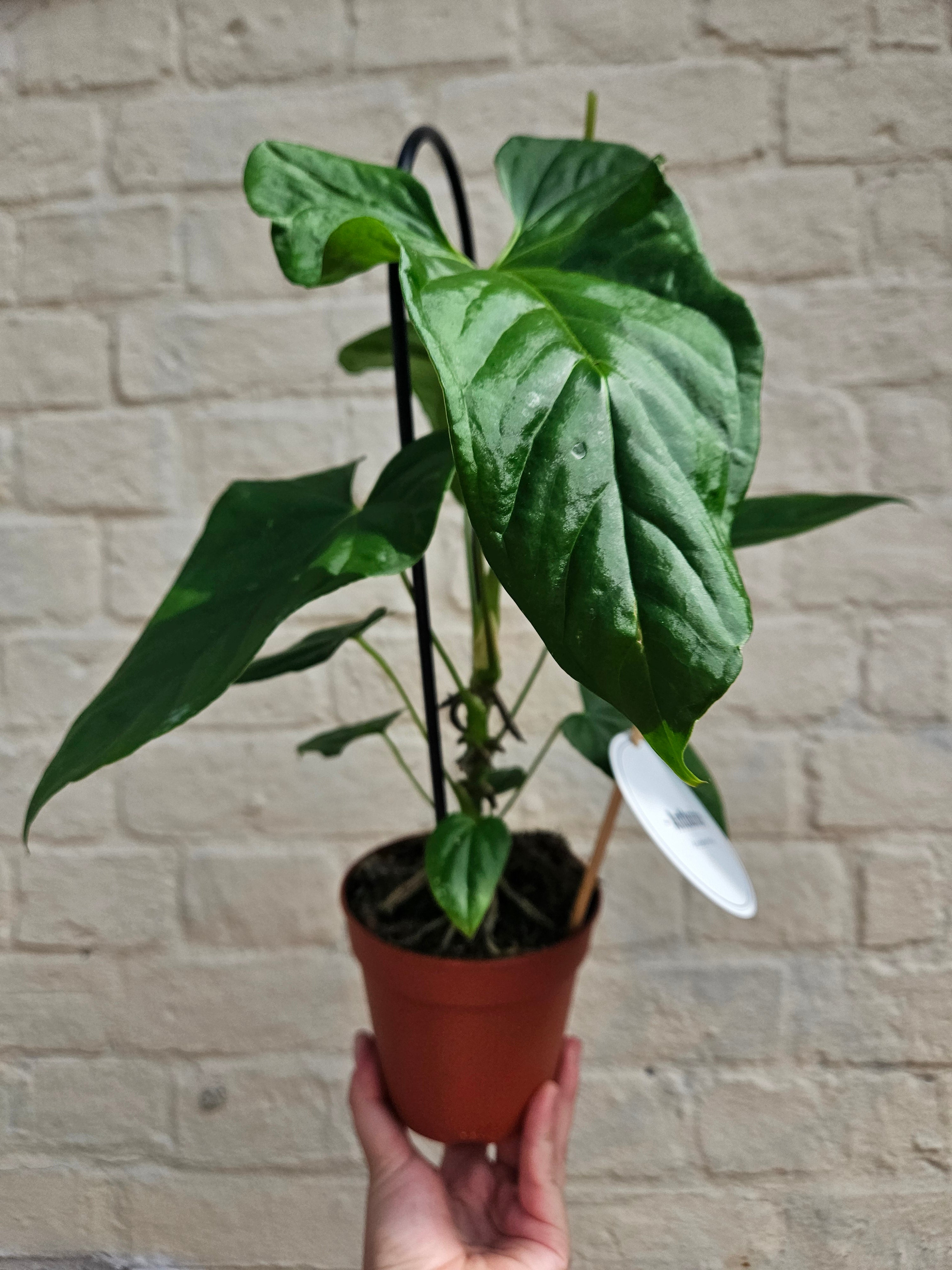 Anthurium balaoanum (Angel wings Anthurium)