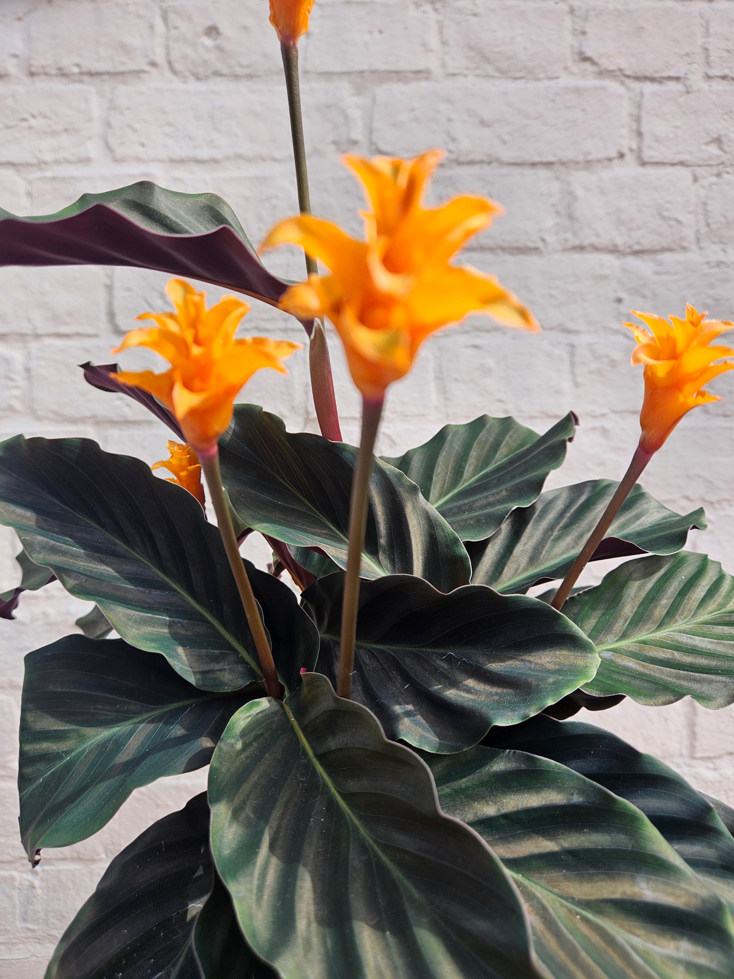 Goeppertia crocata &