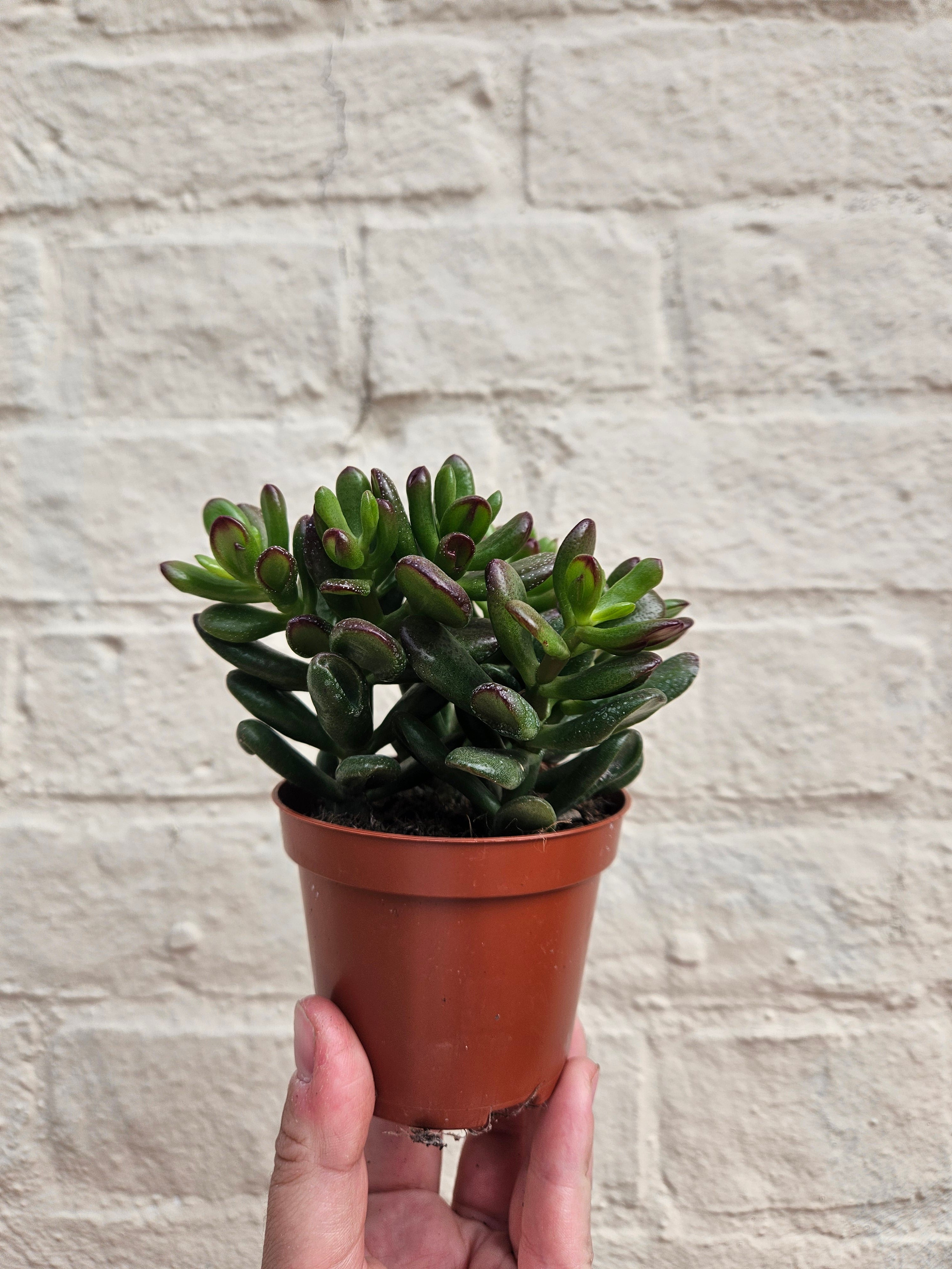Crassula ovata &