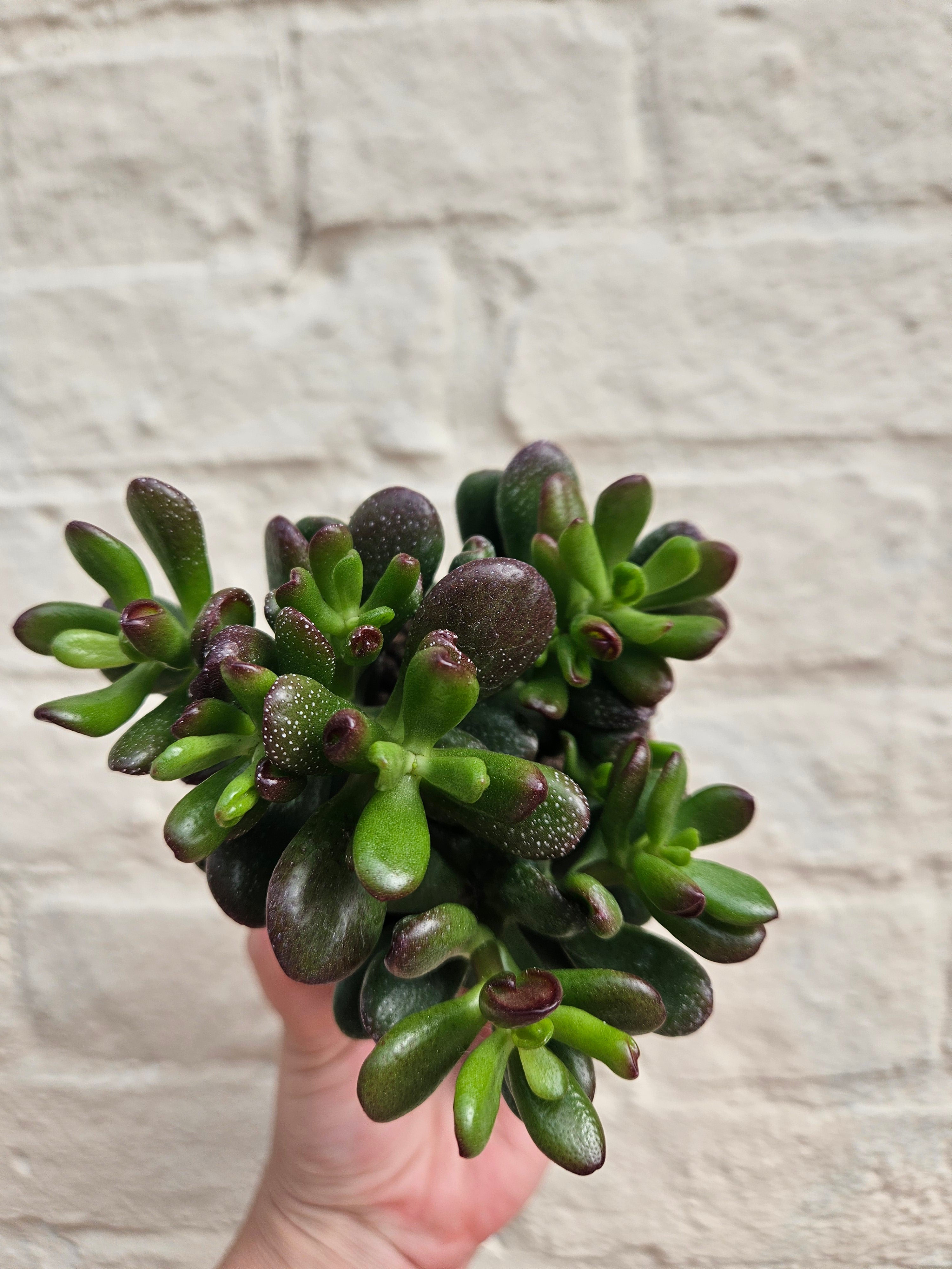 Crassula ovata &