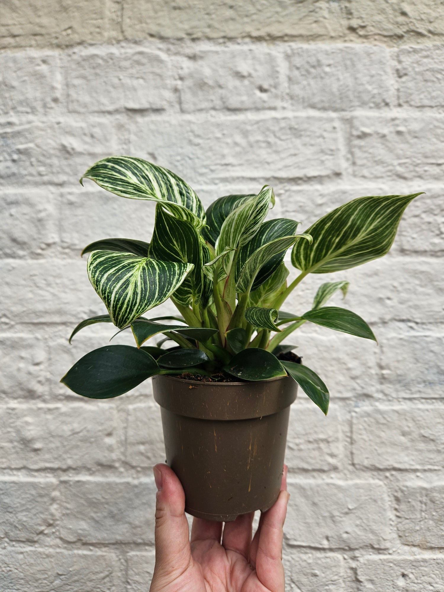 Philodendron birkin &