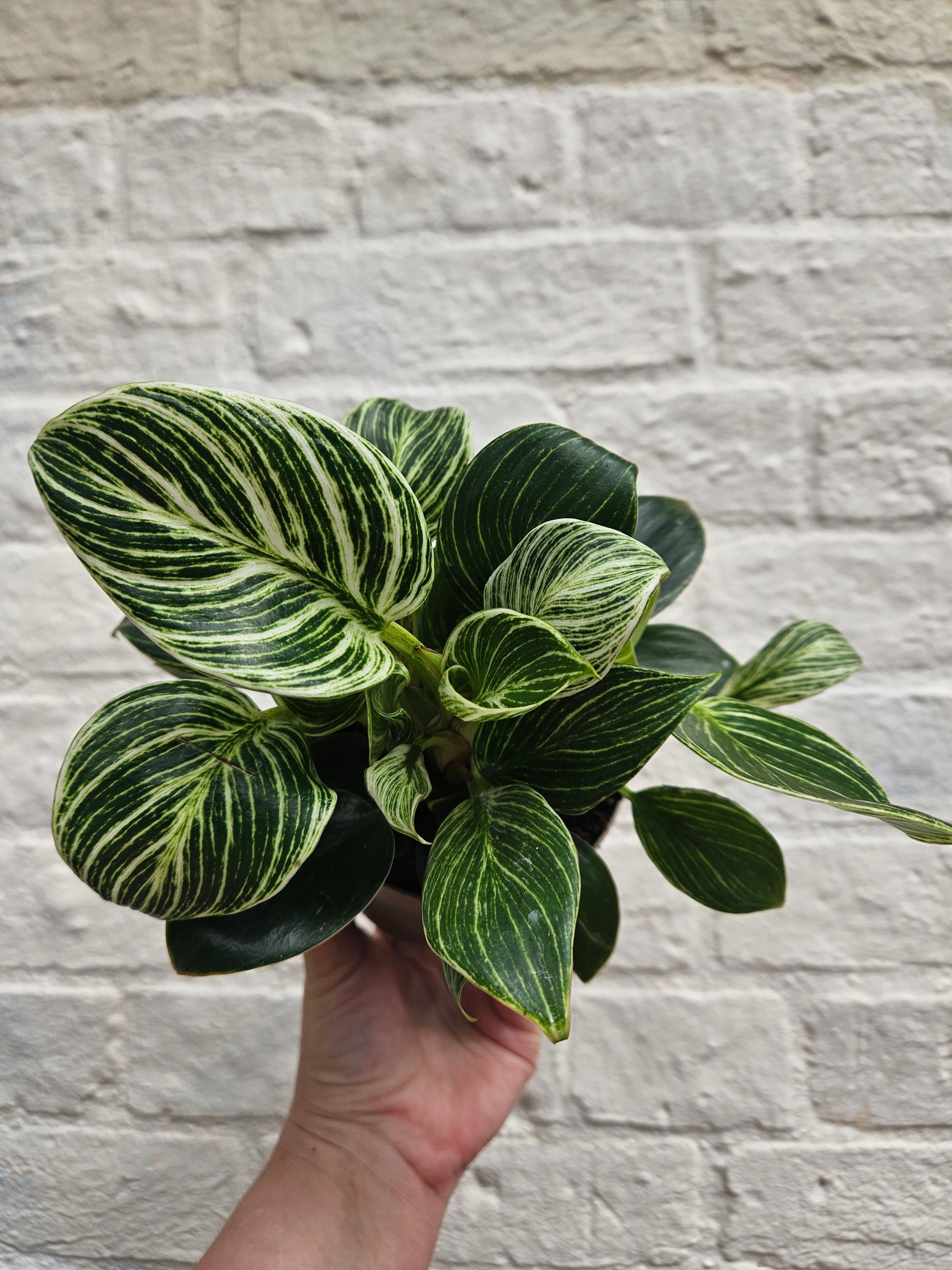 Philodendron birkin &