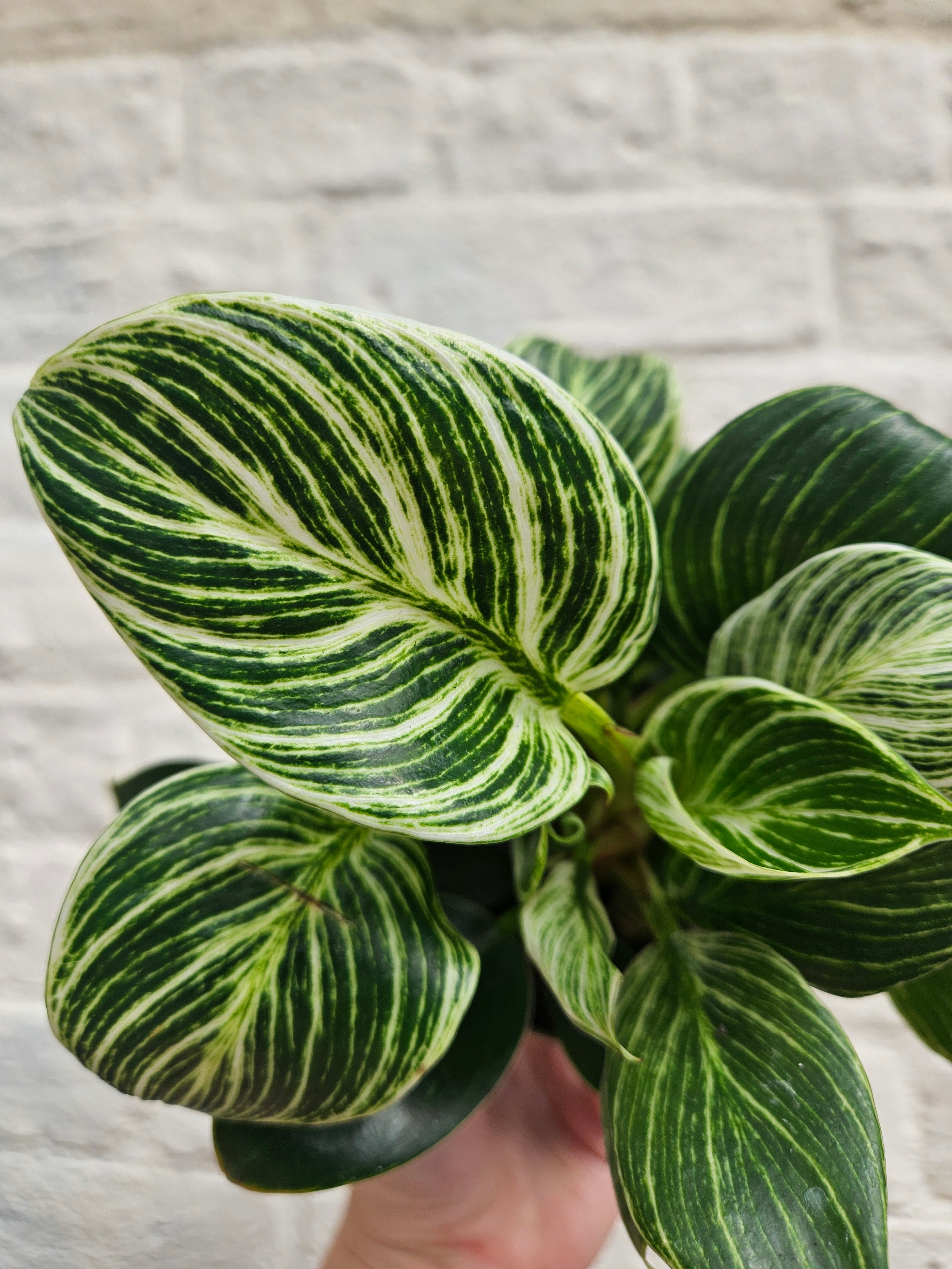 Philodendron birkin &