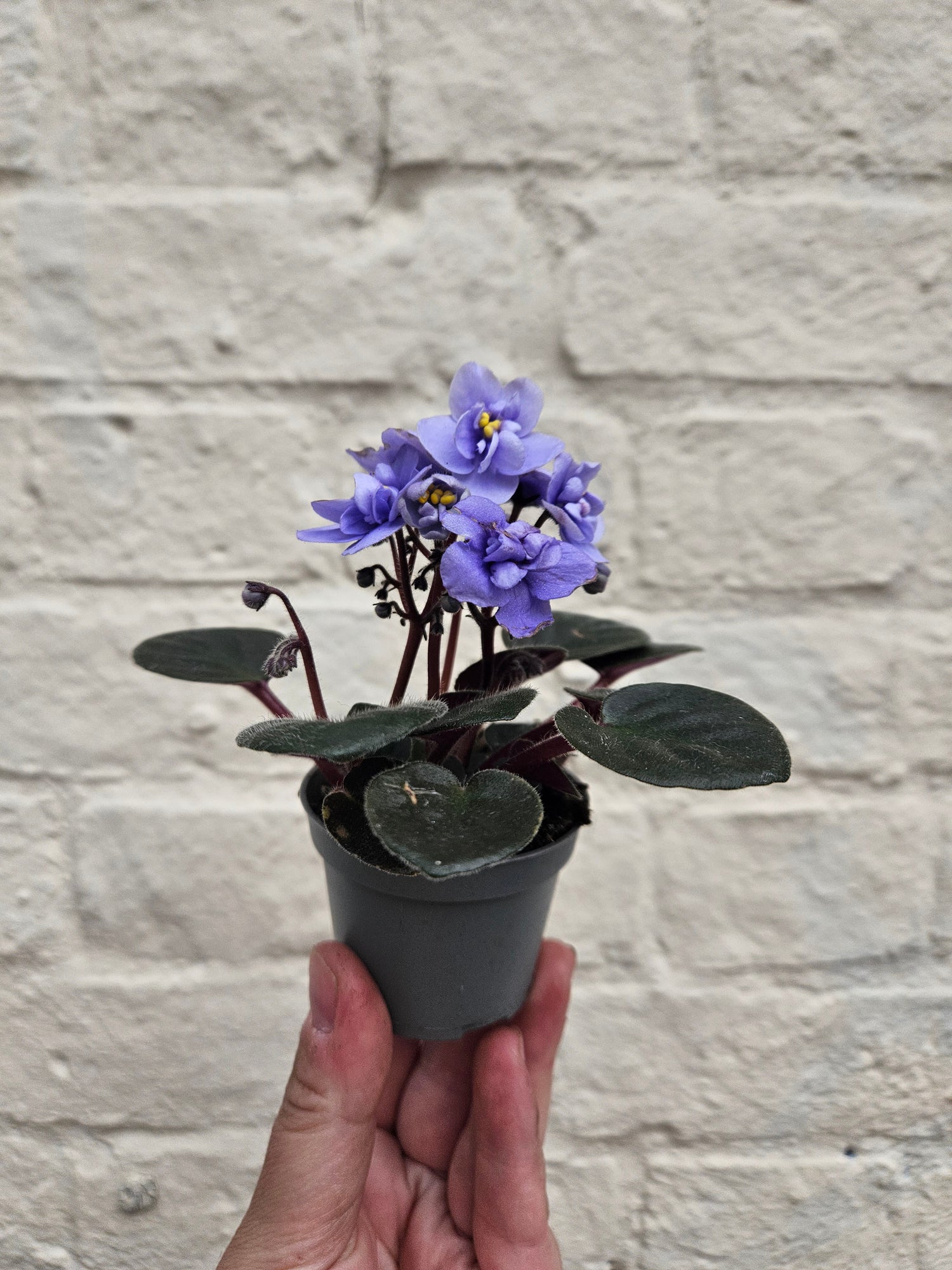Saintpaulia ionatha (African violet)