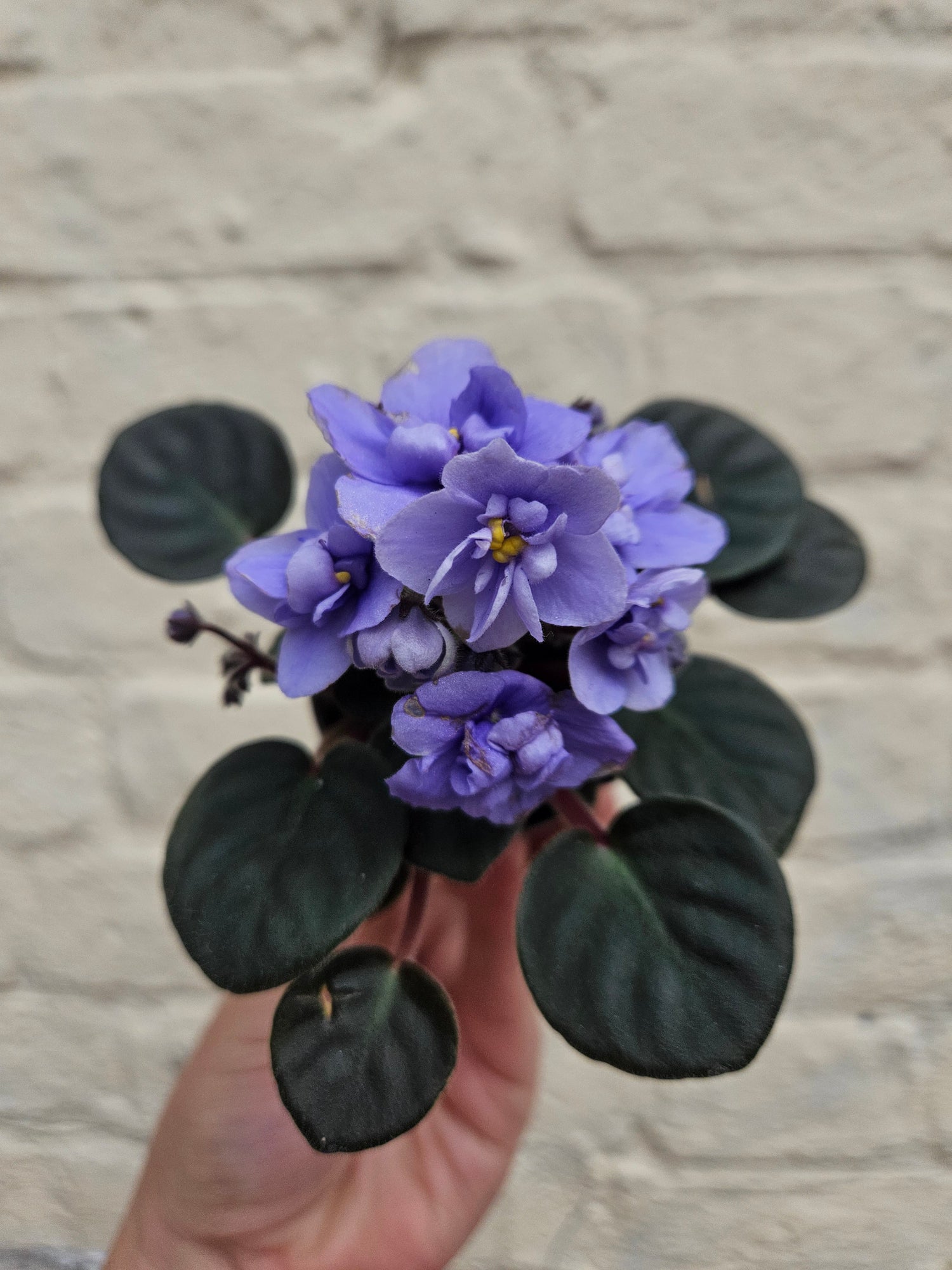 Saintpaulia ionatha (African violet)