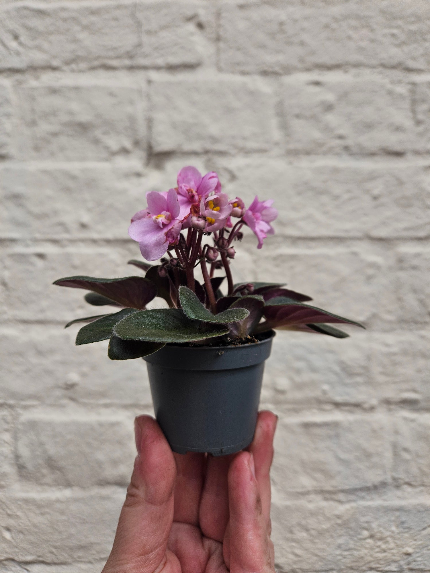 Saintpaulia ionatha (African violet)