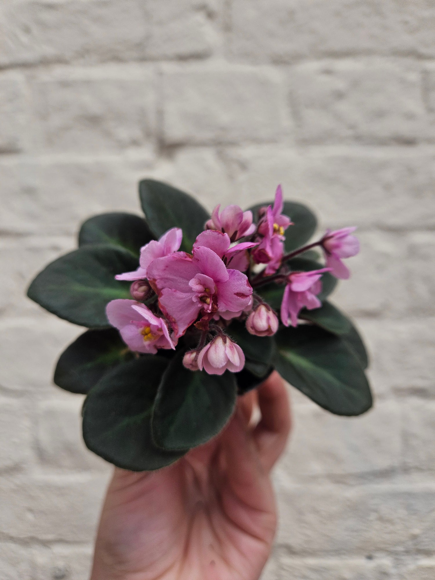 Saintpaulia ionatha (African violet)