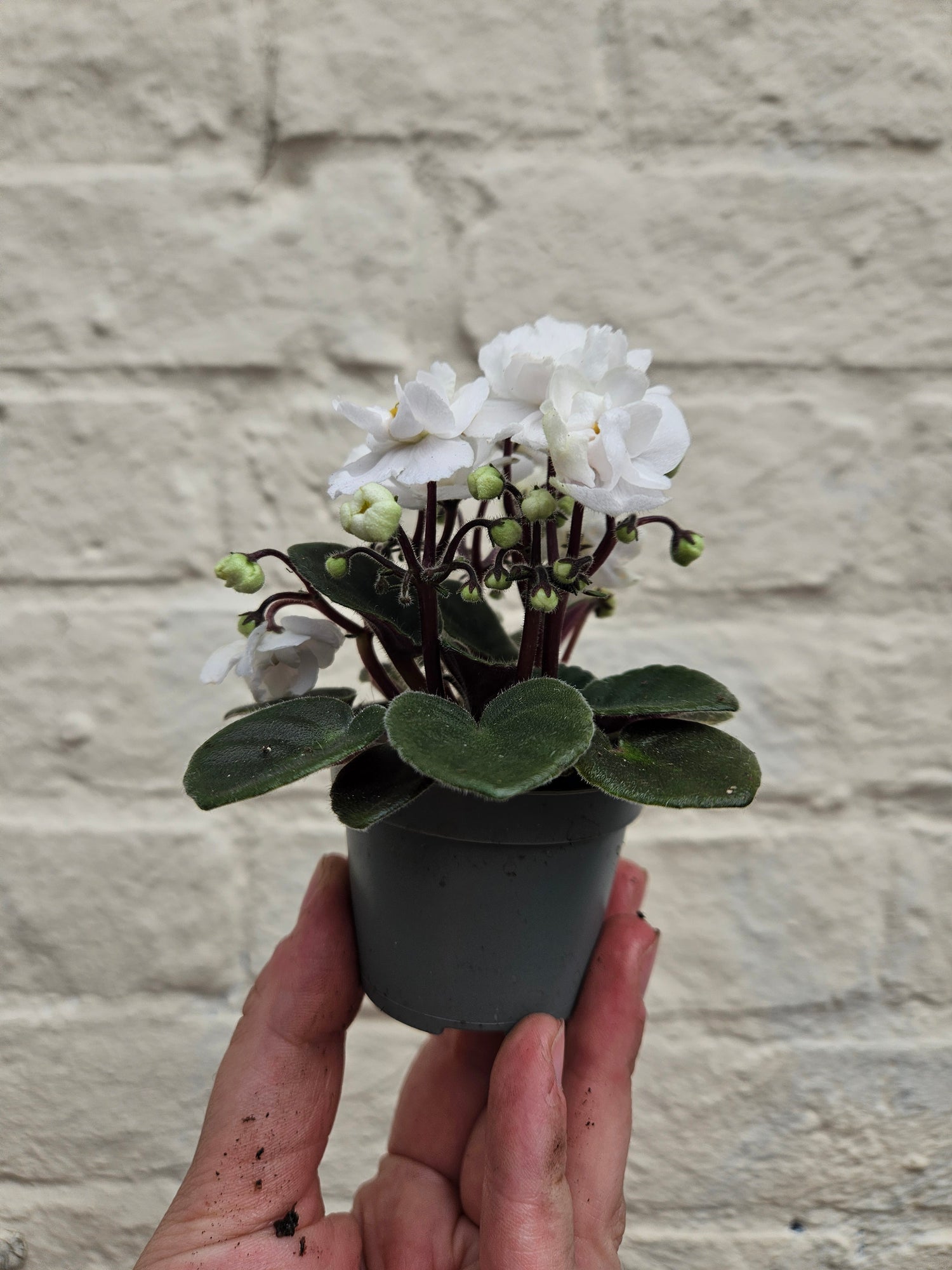 Saintpaulia ionatha (African violet)