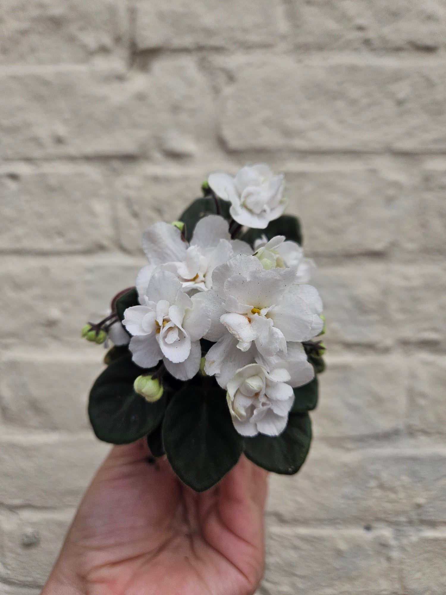Saintpaulia ionatha (African violet)