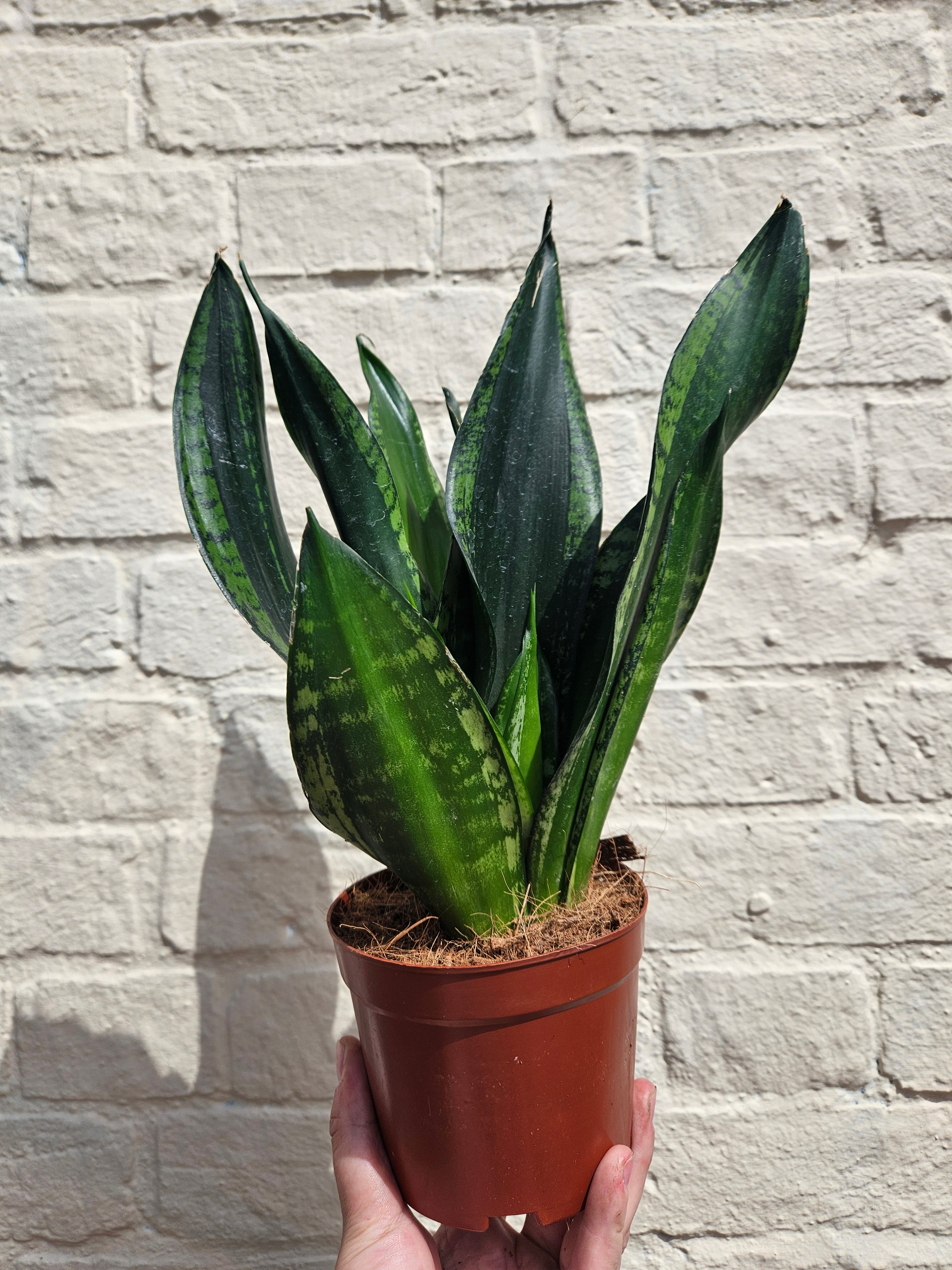 Sansevieria trifiasciata &