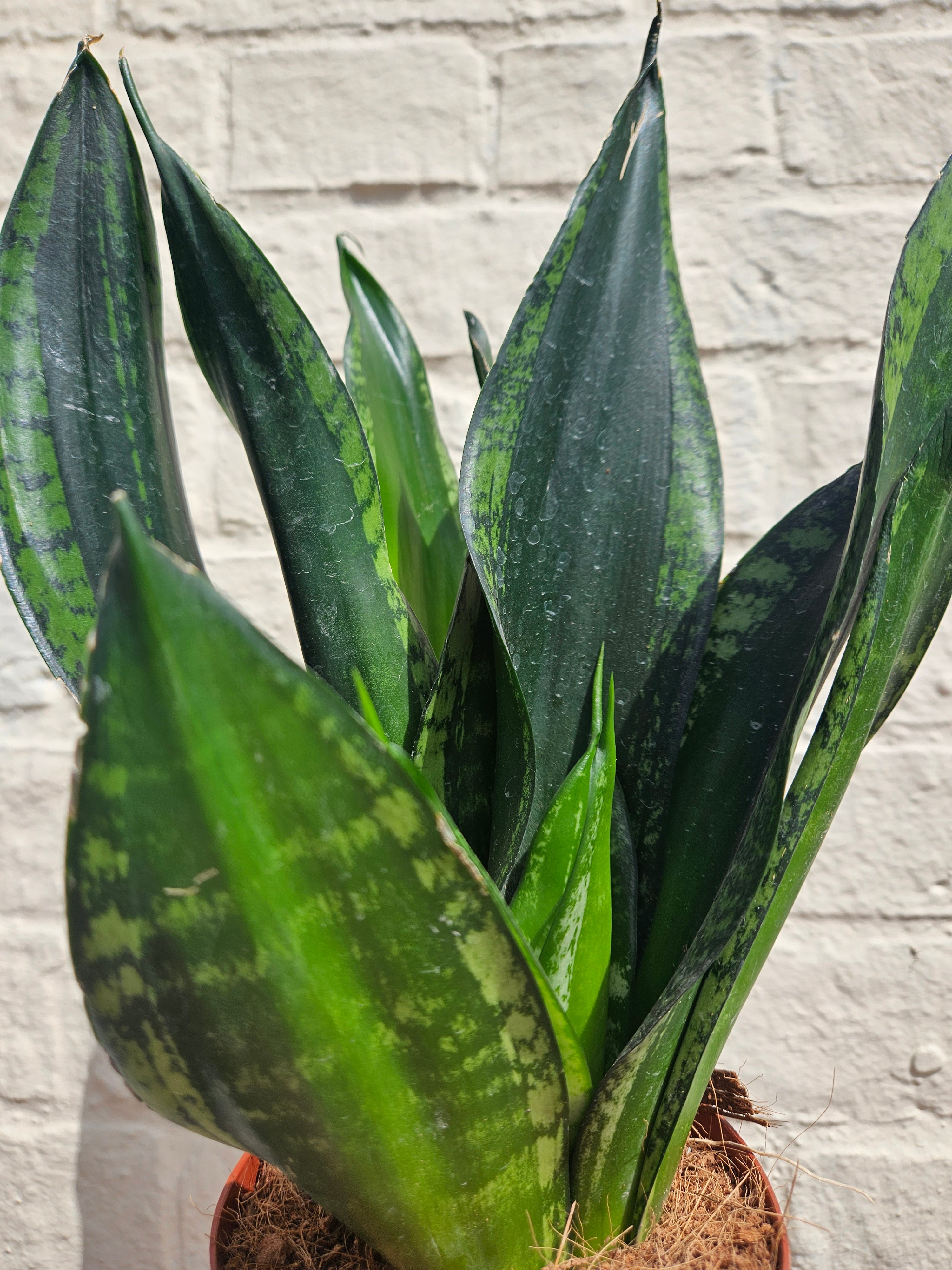 Sansevieria trifiasciata &