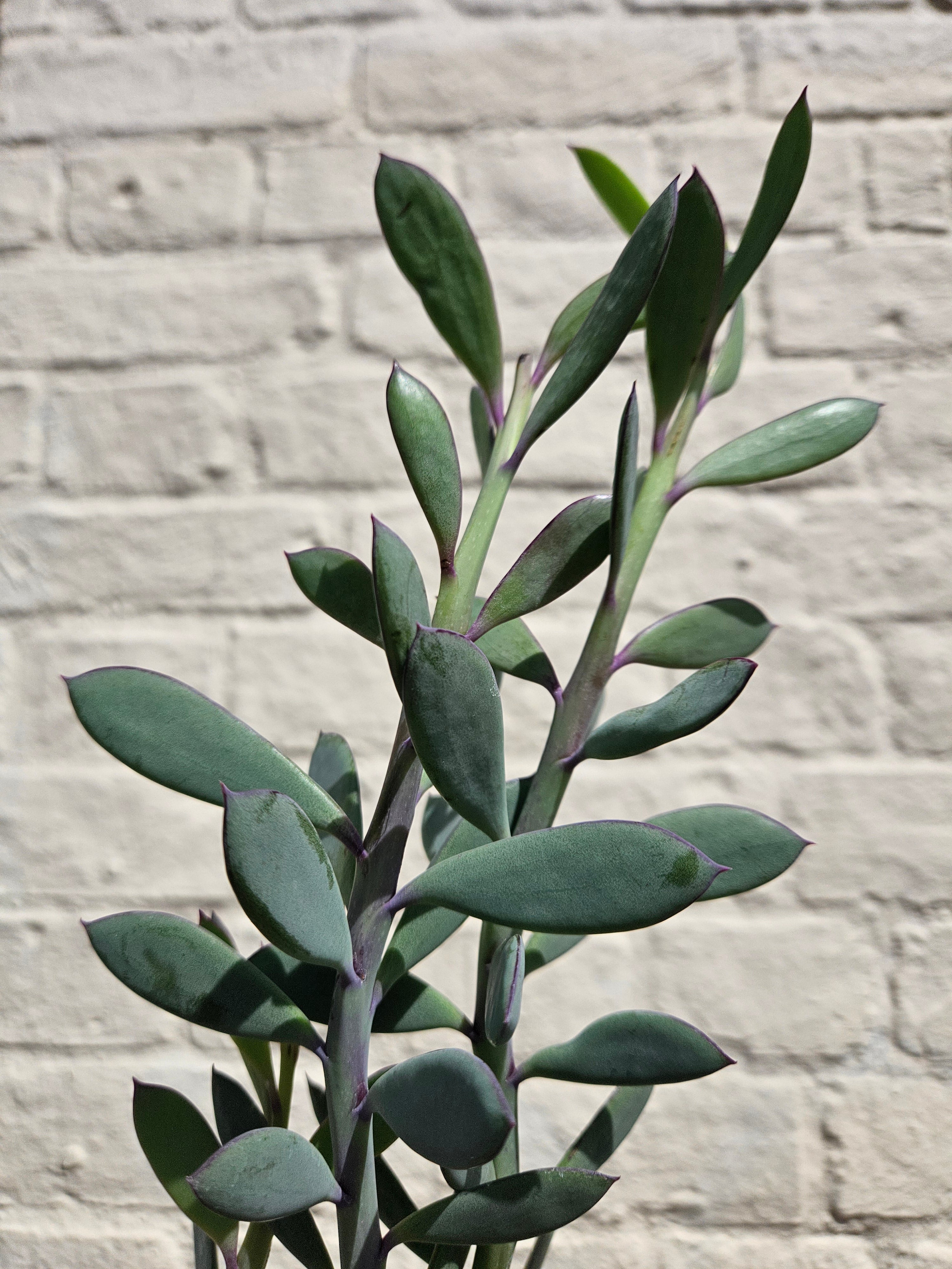 Senecio crassissimus (The propeller plant/Vertical leaf)