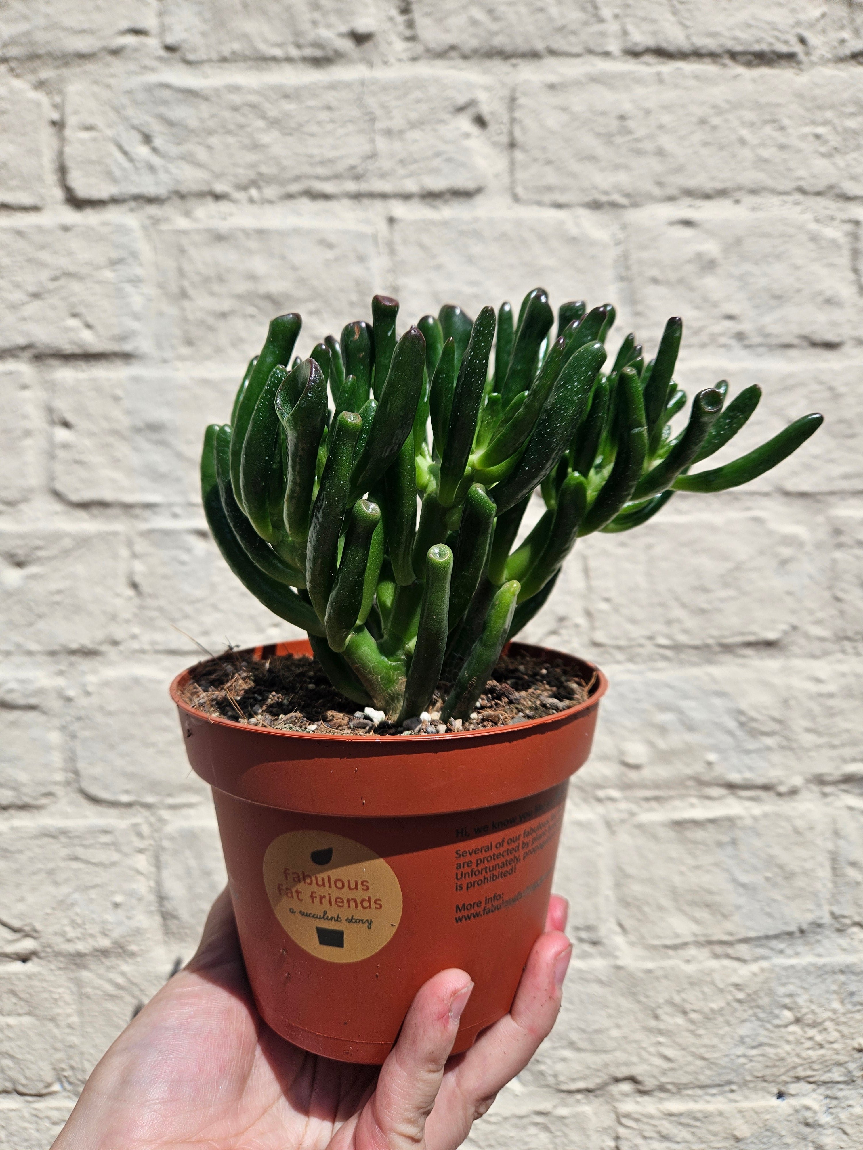 Crassula ovata &