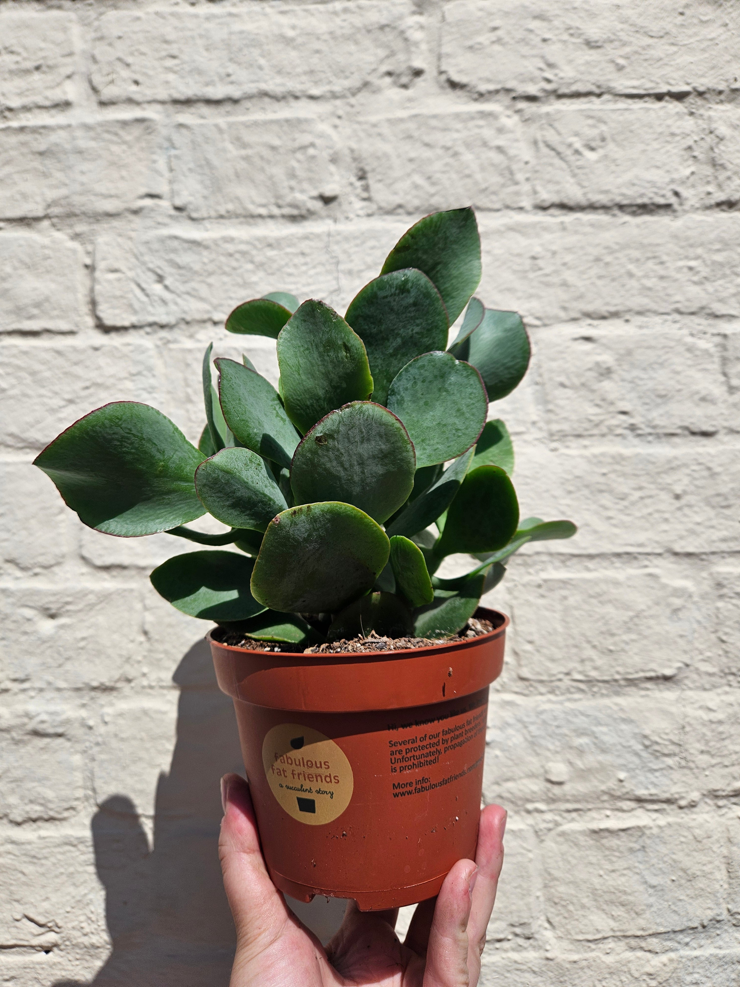 Crassula aborescens undulatifolia &