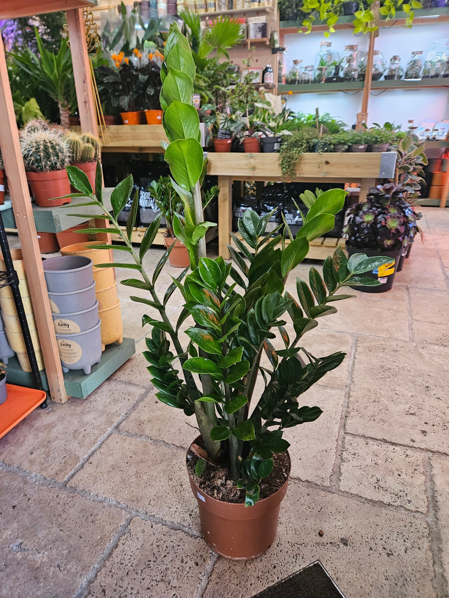 Zamioculcas zamiifolia (ZZ Plant)- Various sizes