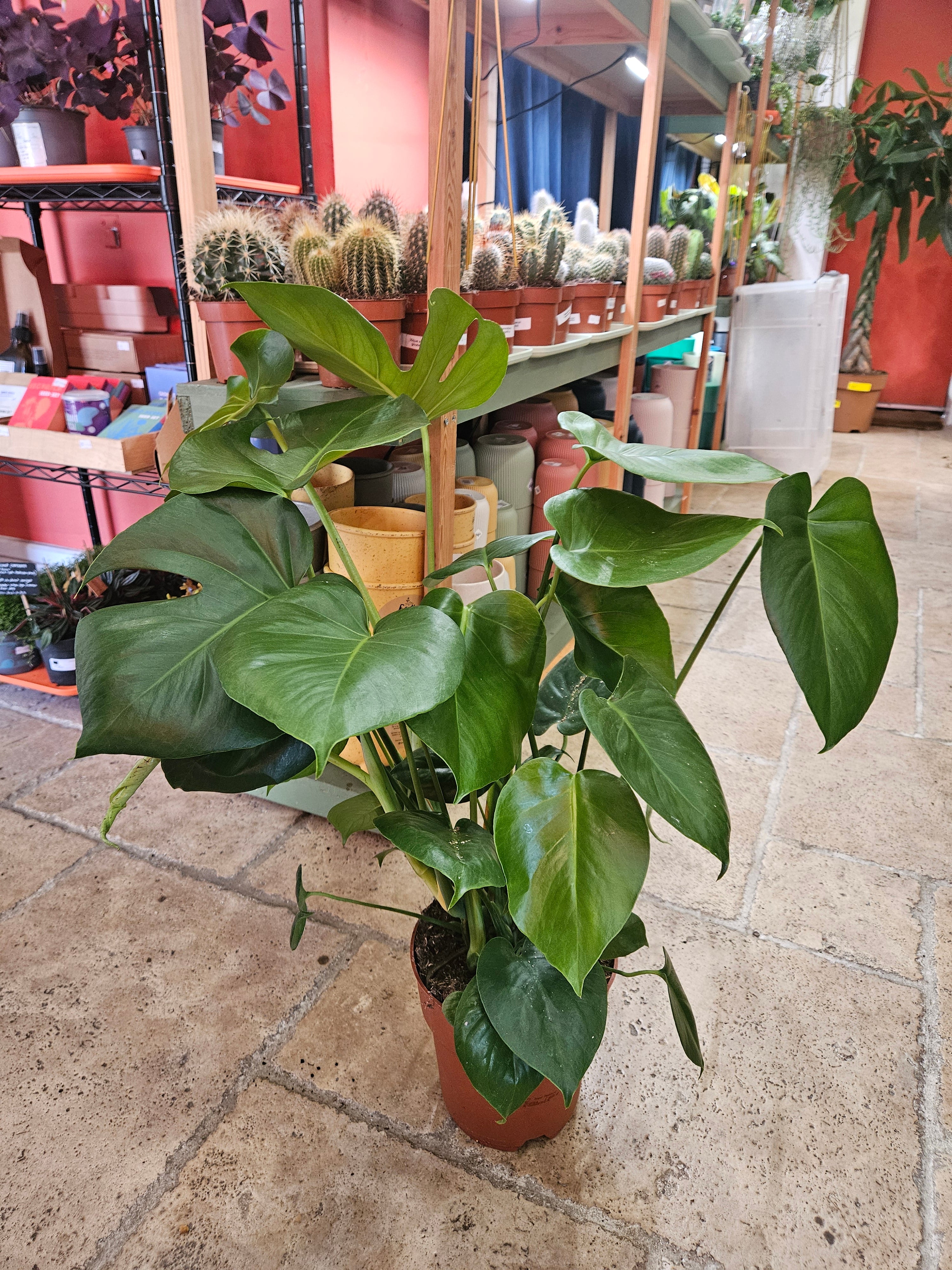 Monstera Deliciosa (Cheese Plant / Swiss Cheese Plant) - Various Sizes