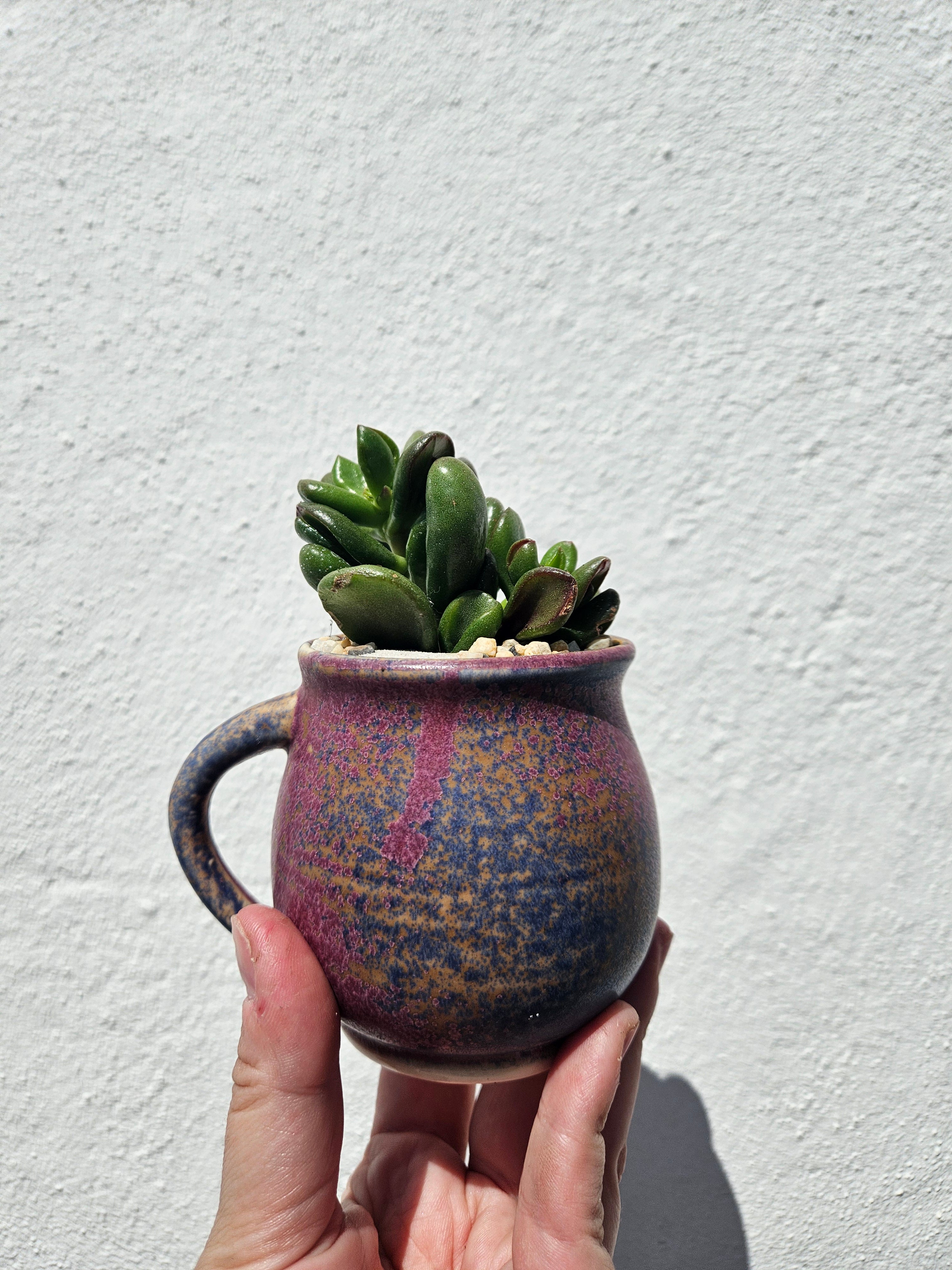 Small Cacti and Succulent Planter Mugs