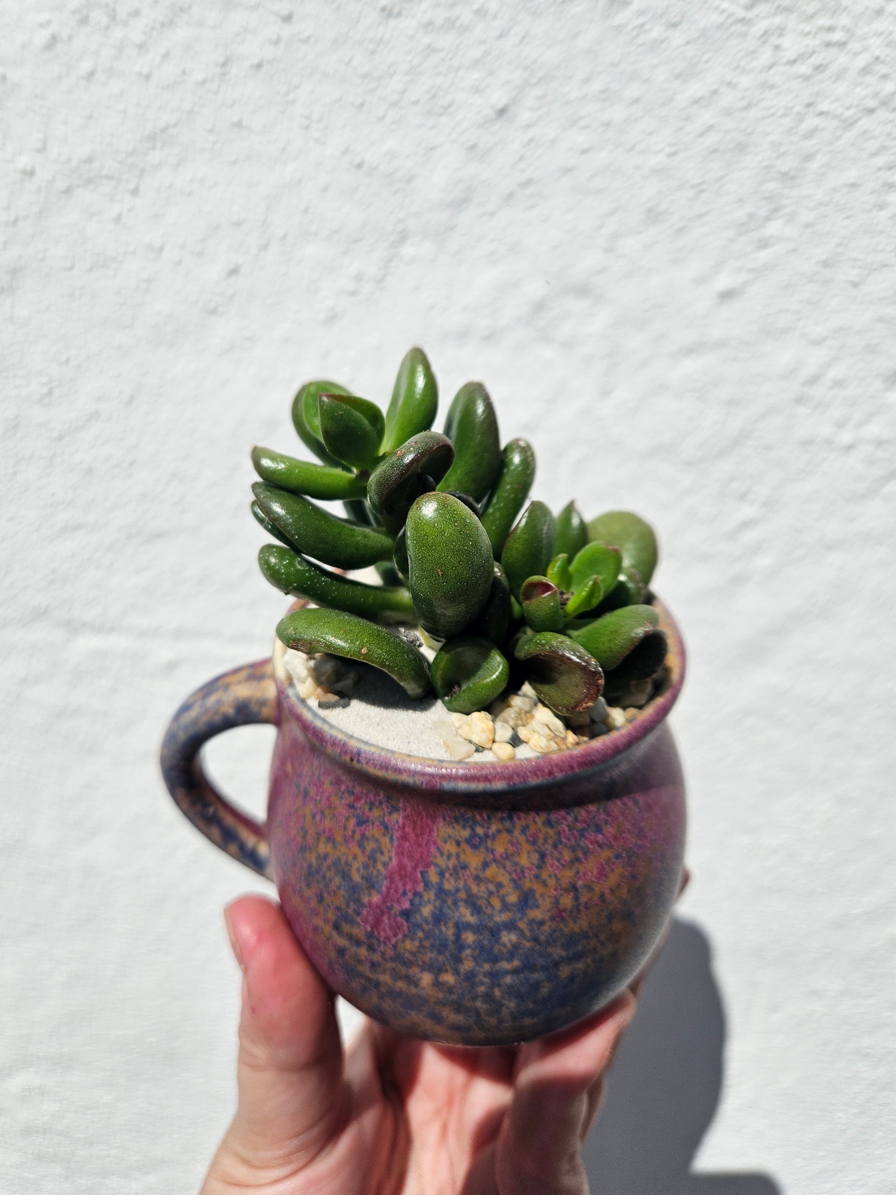 Small Cacti and Succulent Planter Mugs
