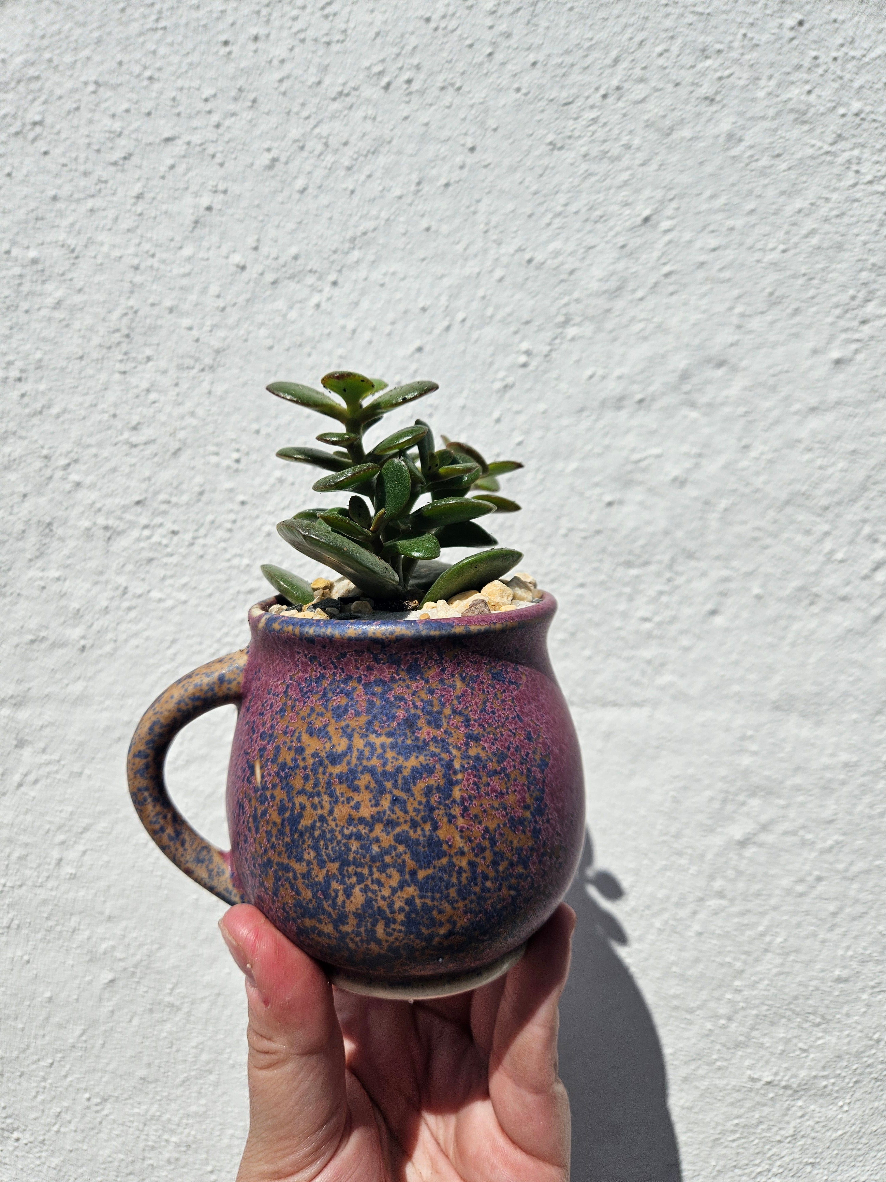 Small Cacti and Succulent Planter Mugs