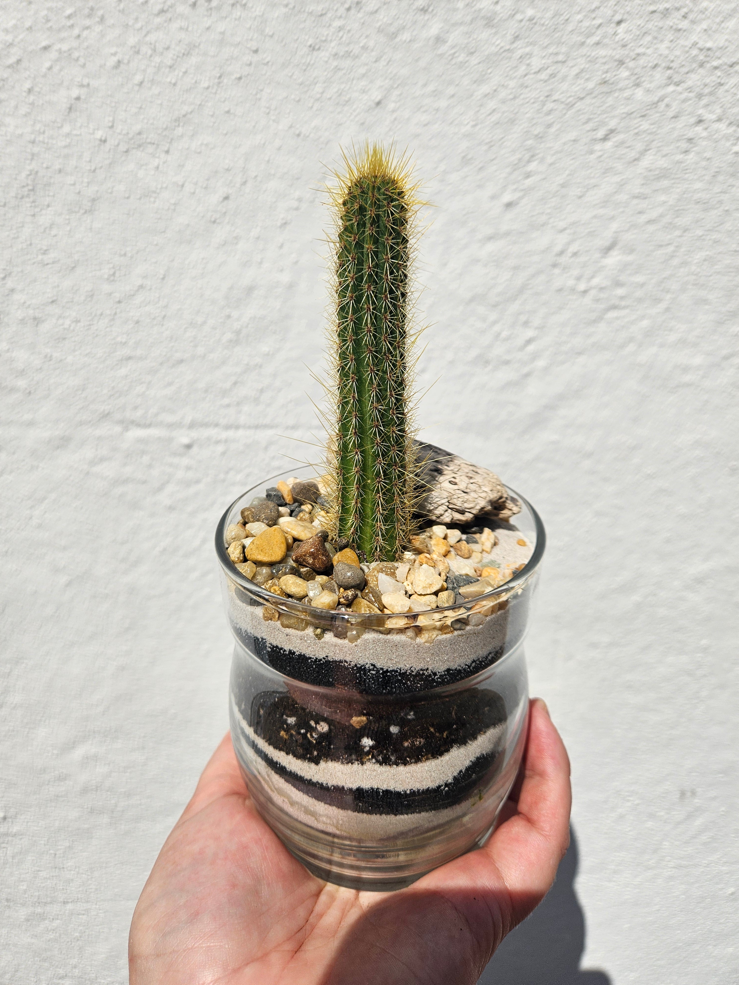 Round Glass Jar Open Terrarium