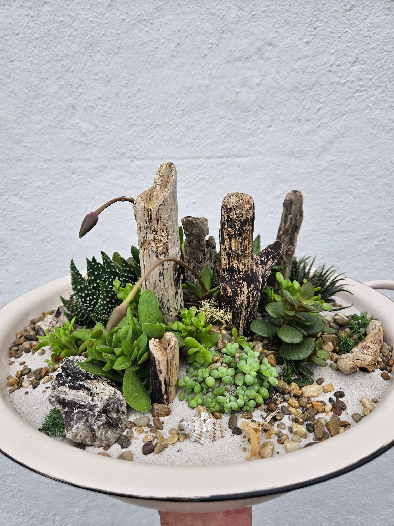 Open Terrarium Planted metal bowl with handles