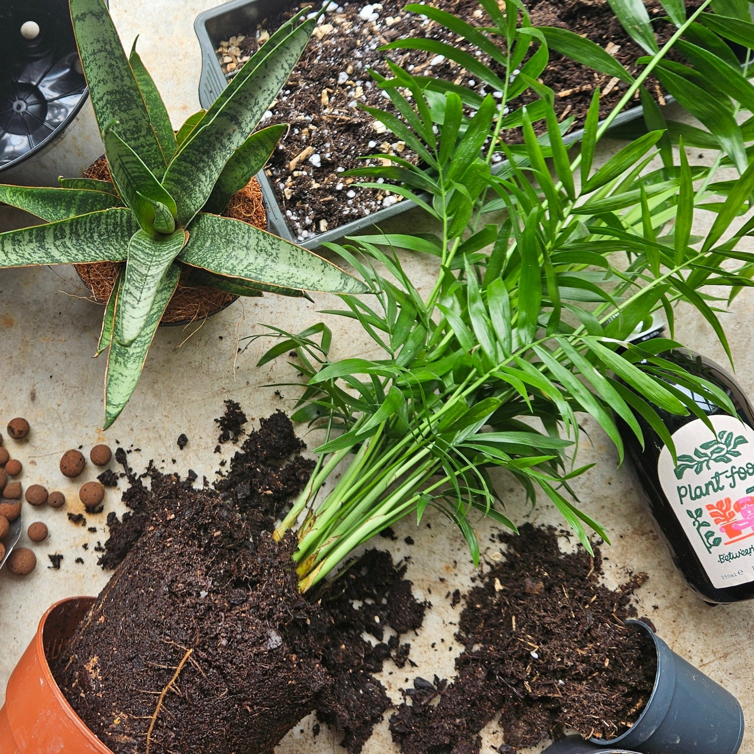 In Store - Repotting Service