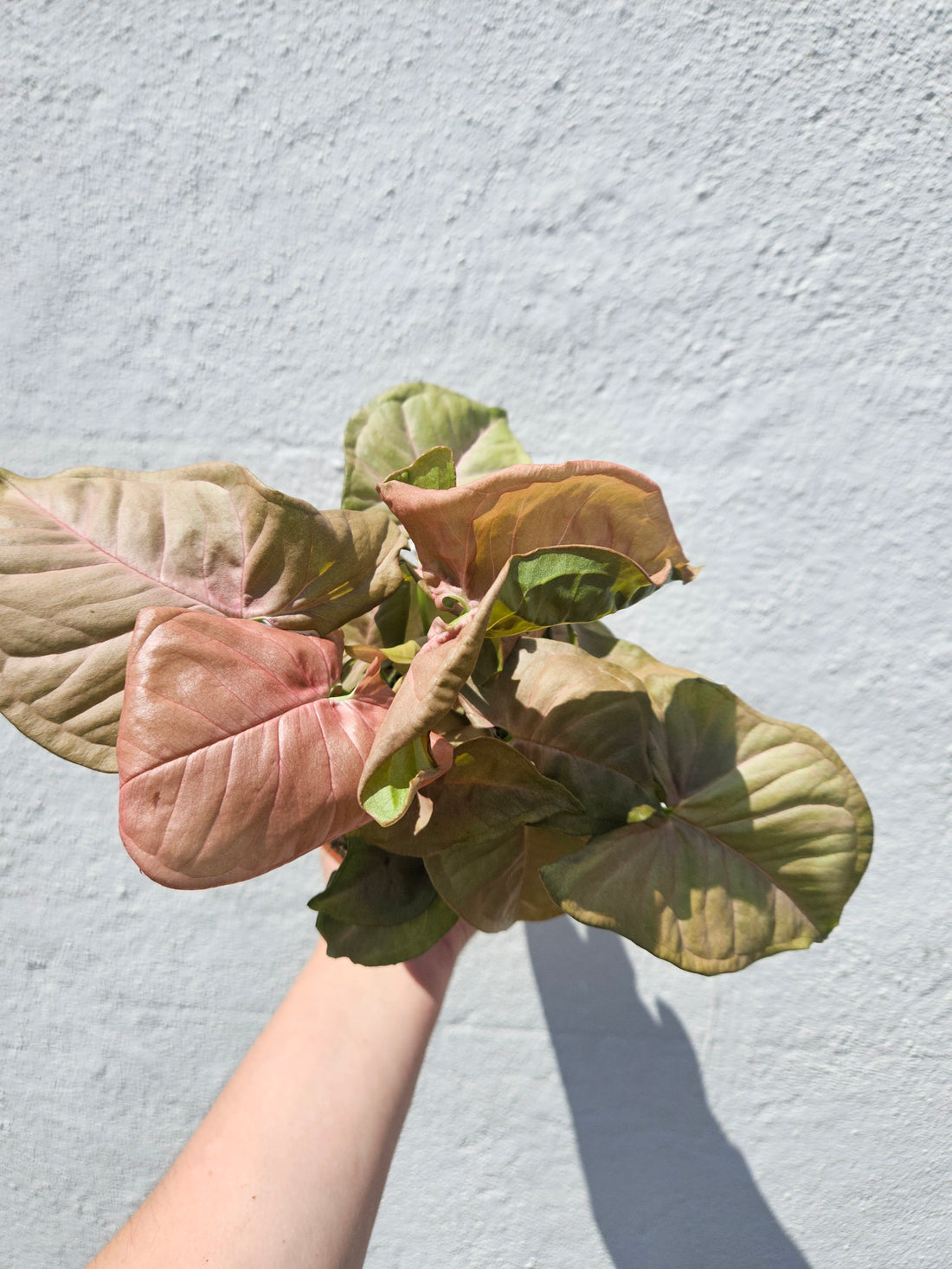 Syngonium podophyllum &