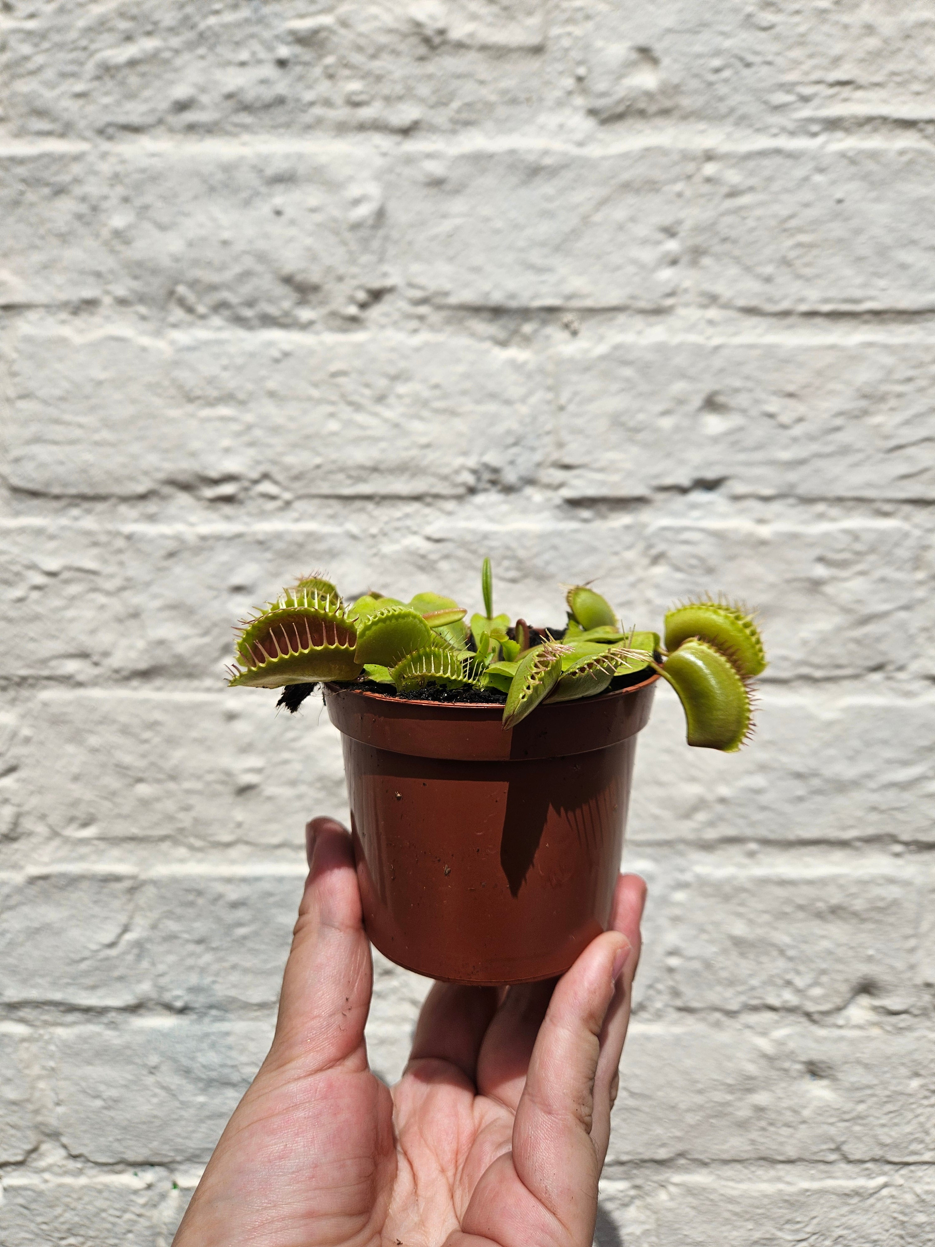 Dionaea muscipula (Venus flytrap)