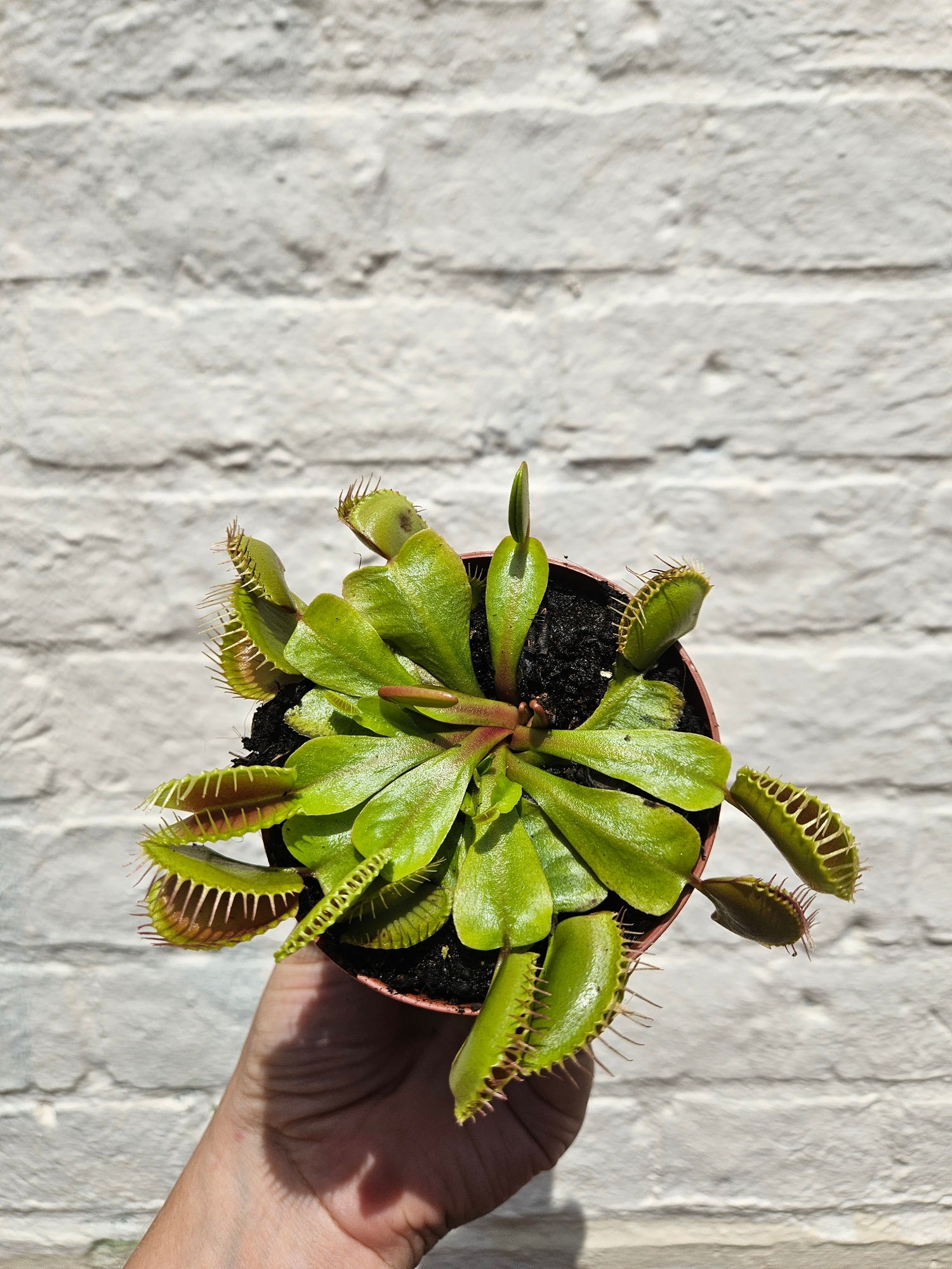 Dionaea muscipula (Venus flytrap)
