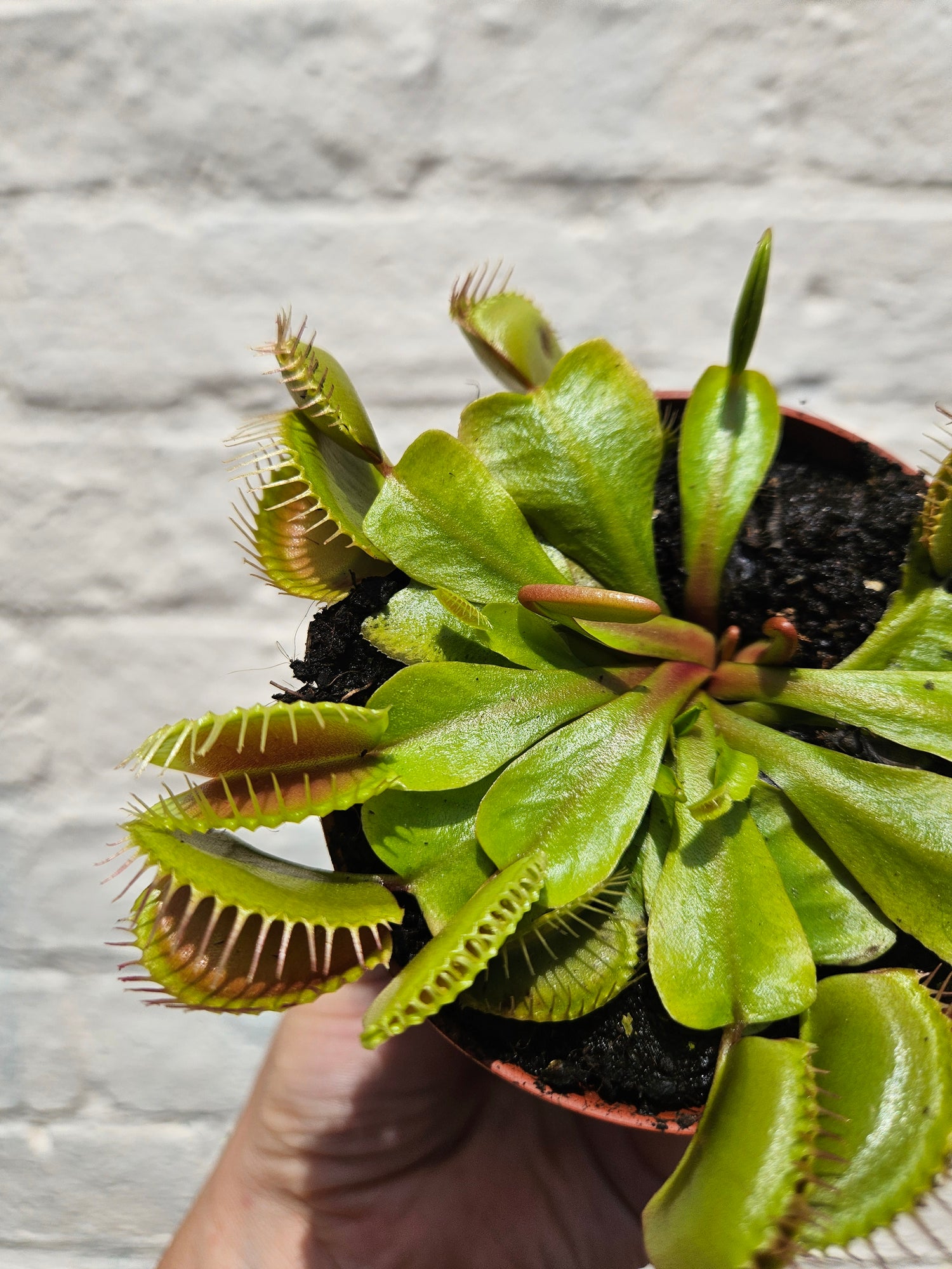 Dionaea muscipula (Venus flytrap)