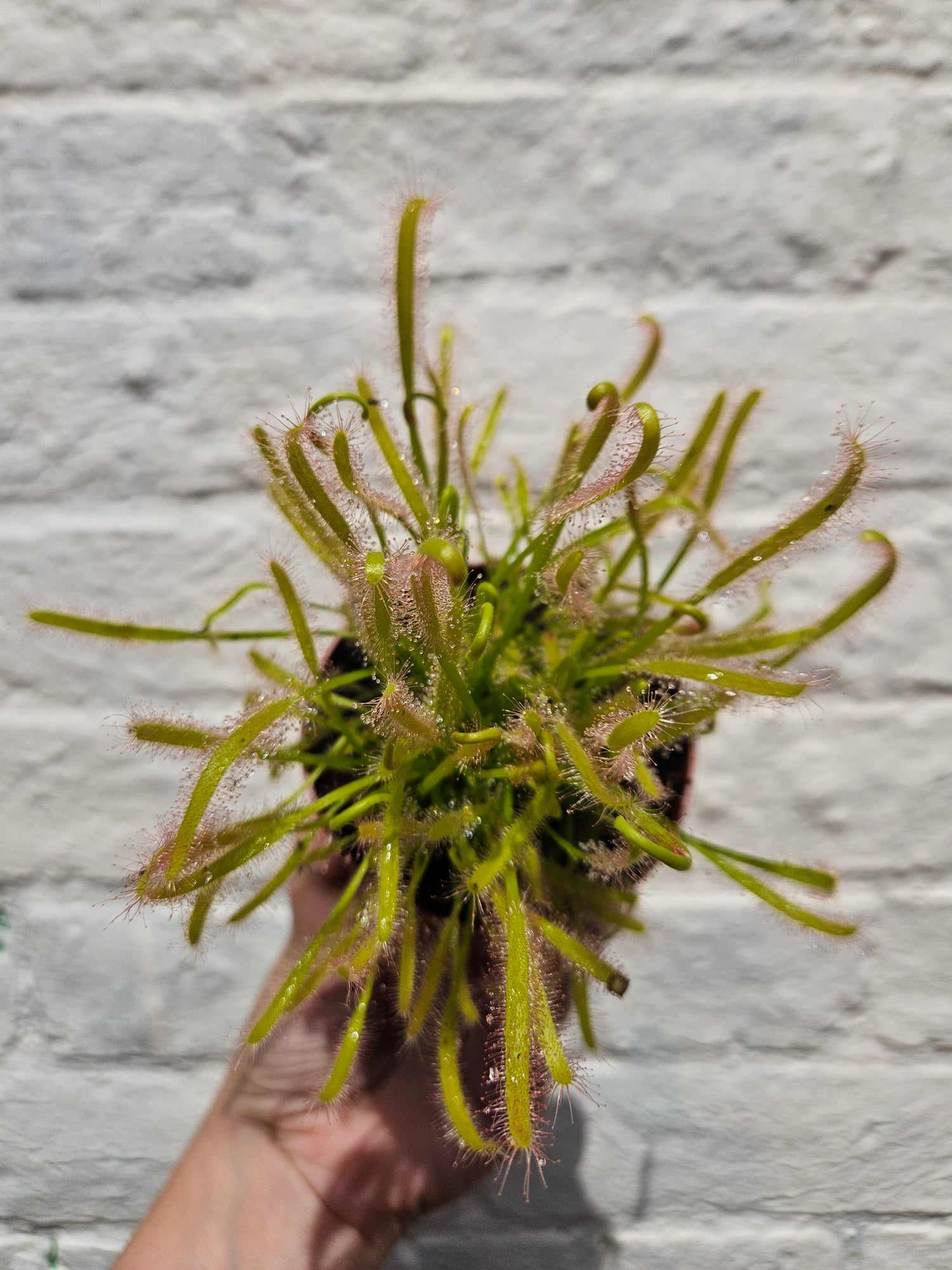 Drosera capensis alba (Carniverous plant/ Cape sundew-white form)