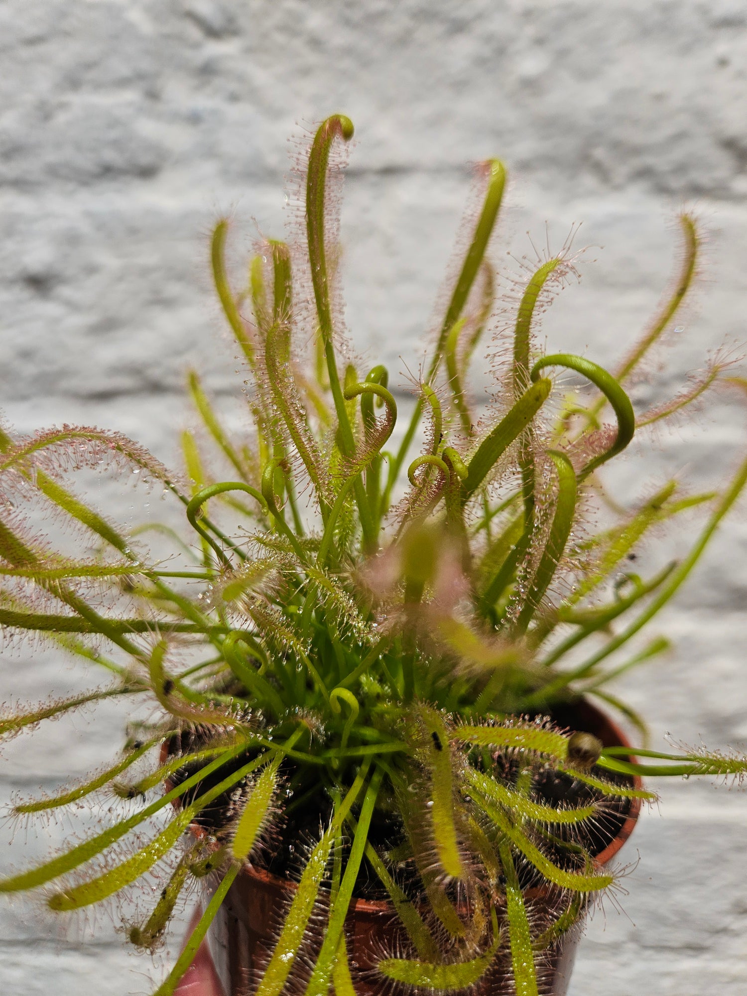 Drosera capensis alba (Carniverous plant/ Cape sundew-white form)