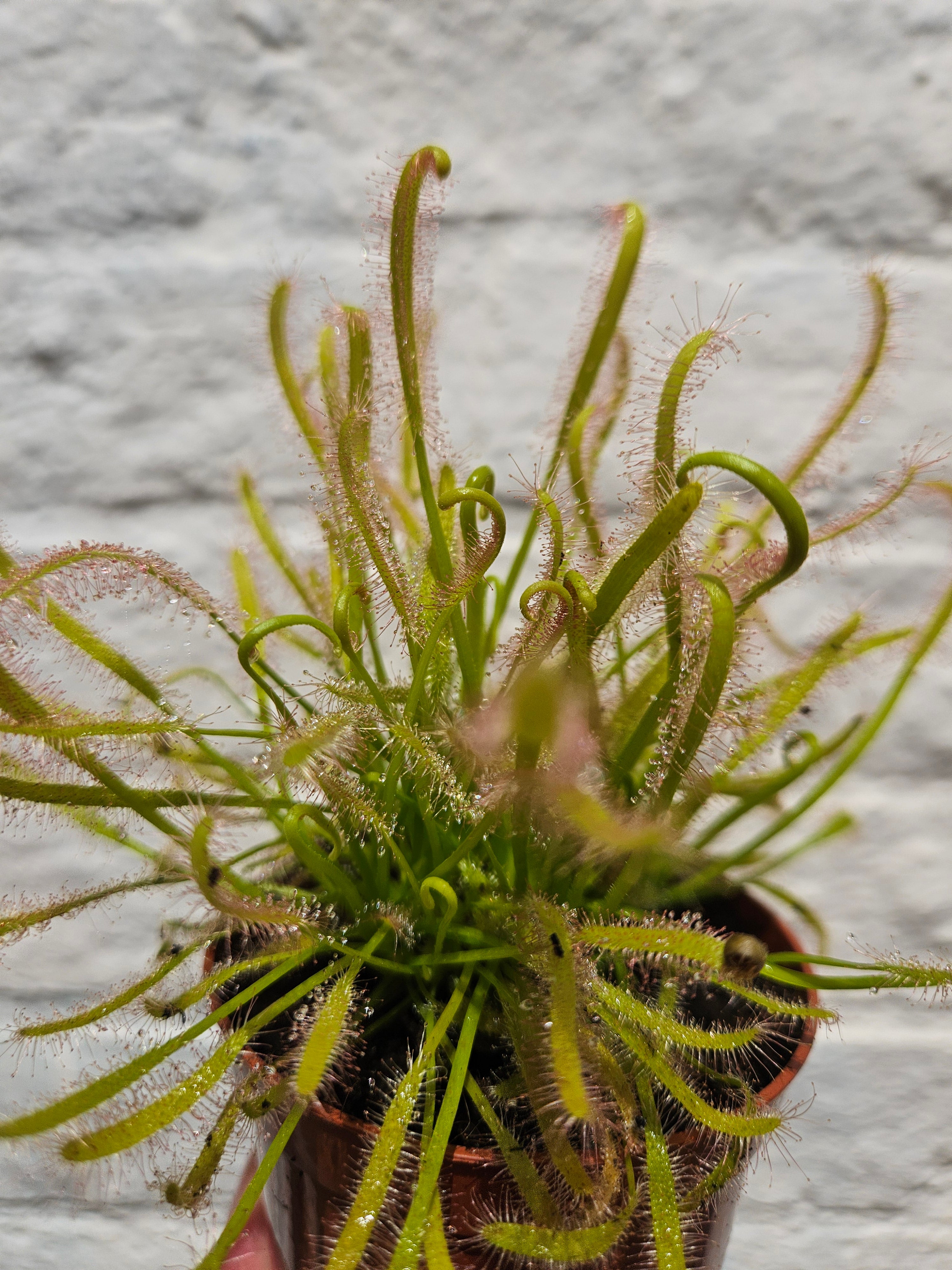 Drosera capensis alba (Carniverous plant/ Cape sundew-white form)