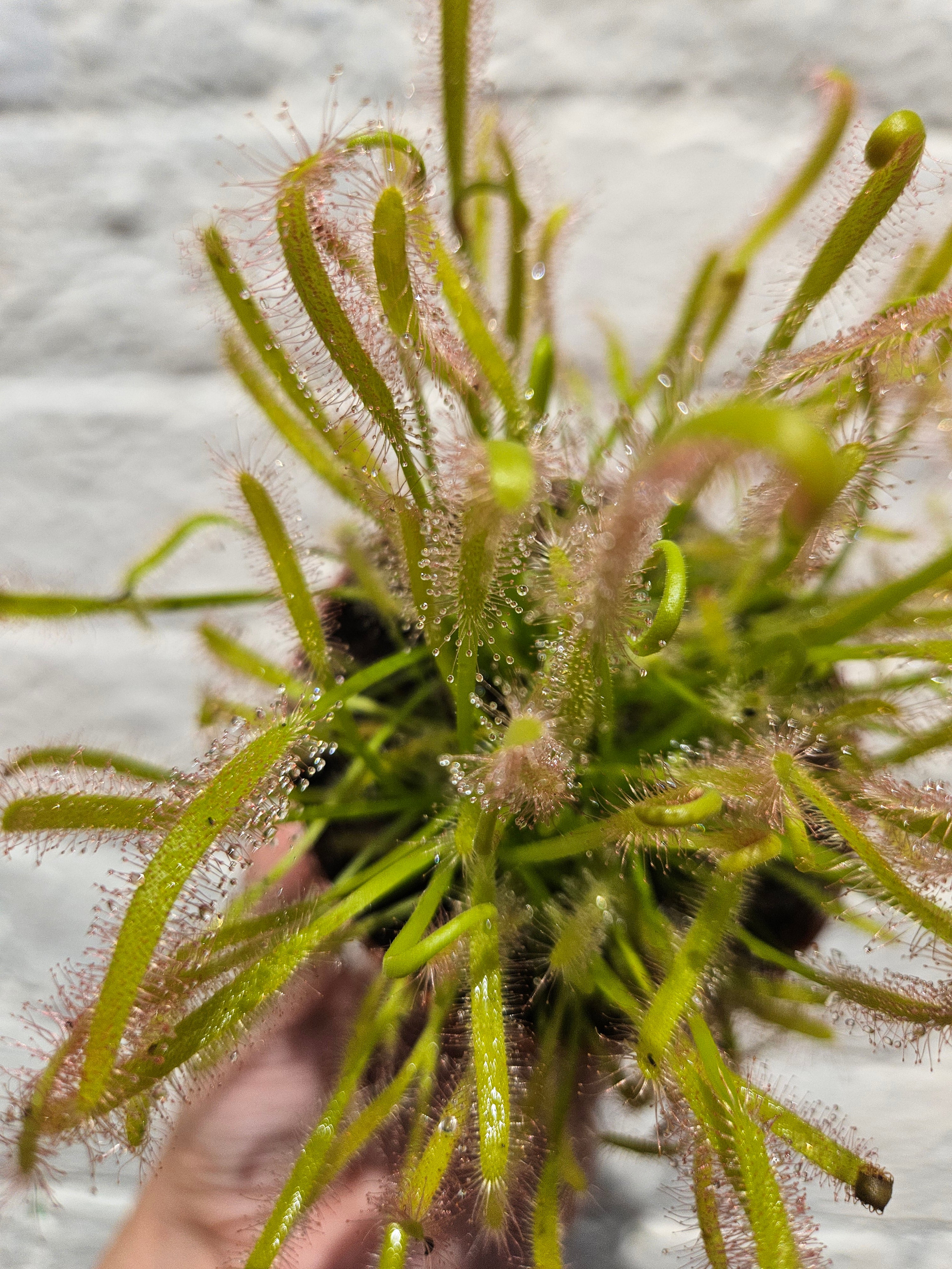 Drosera capensis alba (Carniverous plant/ Cape sundew-white form)