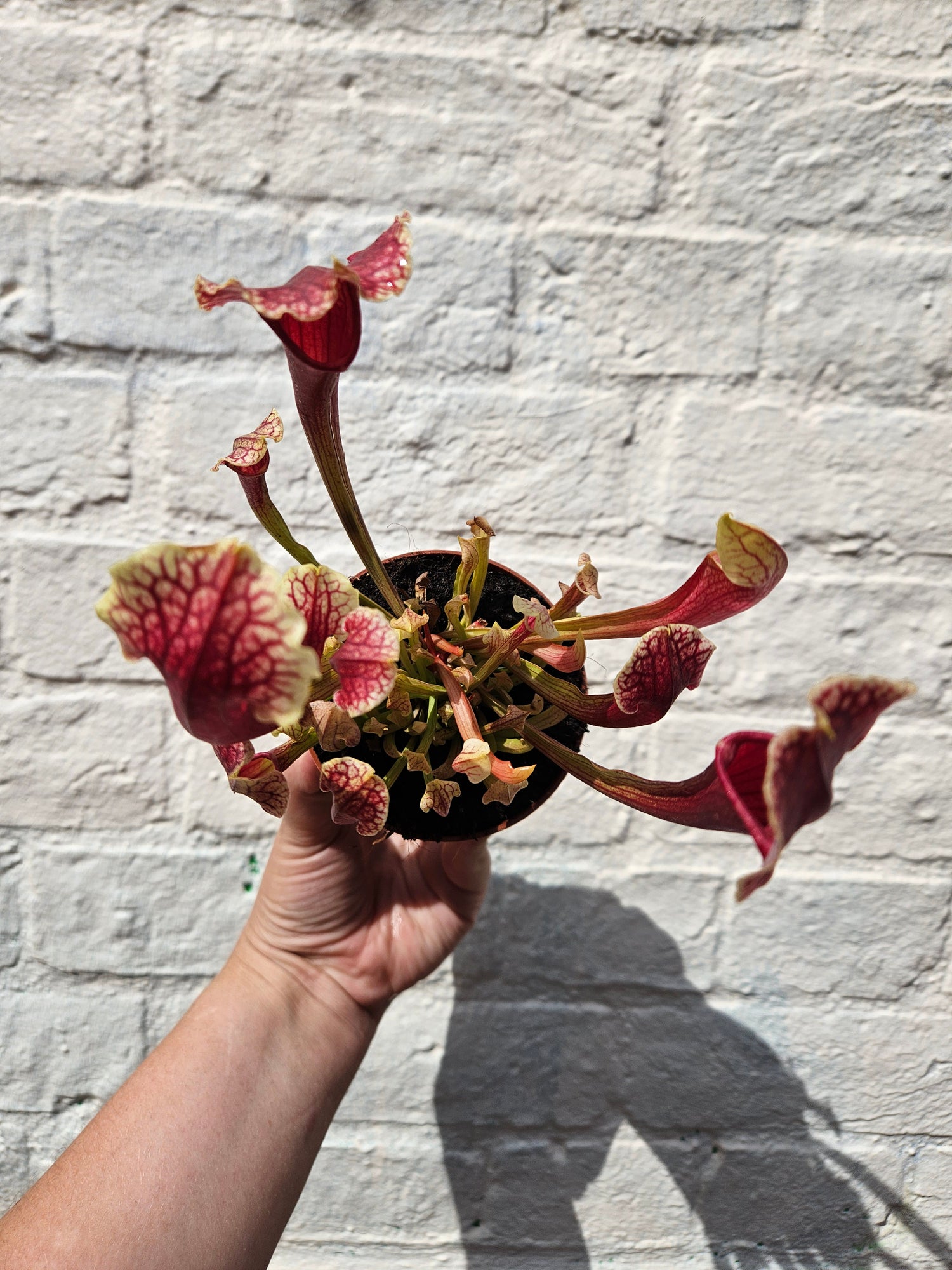 Sarracenia Varieties (Trumpet Pitcher plant) Carnivorous plant
