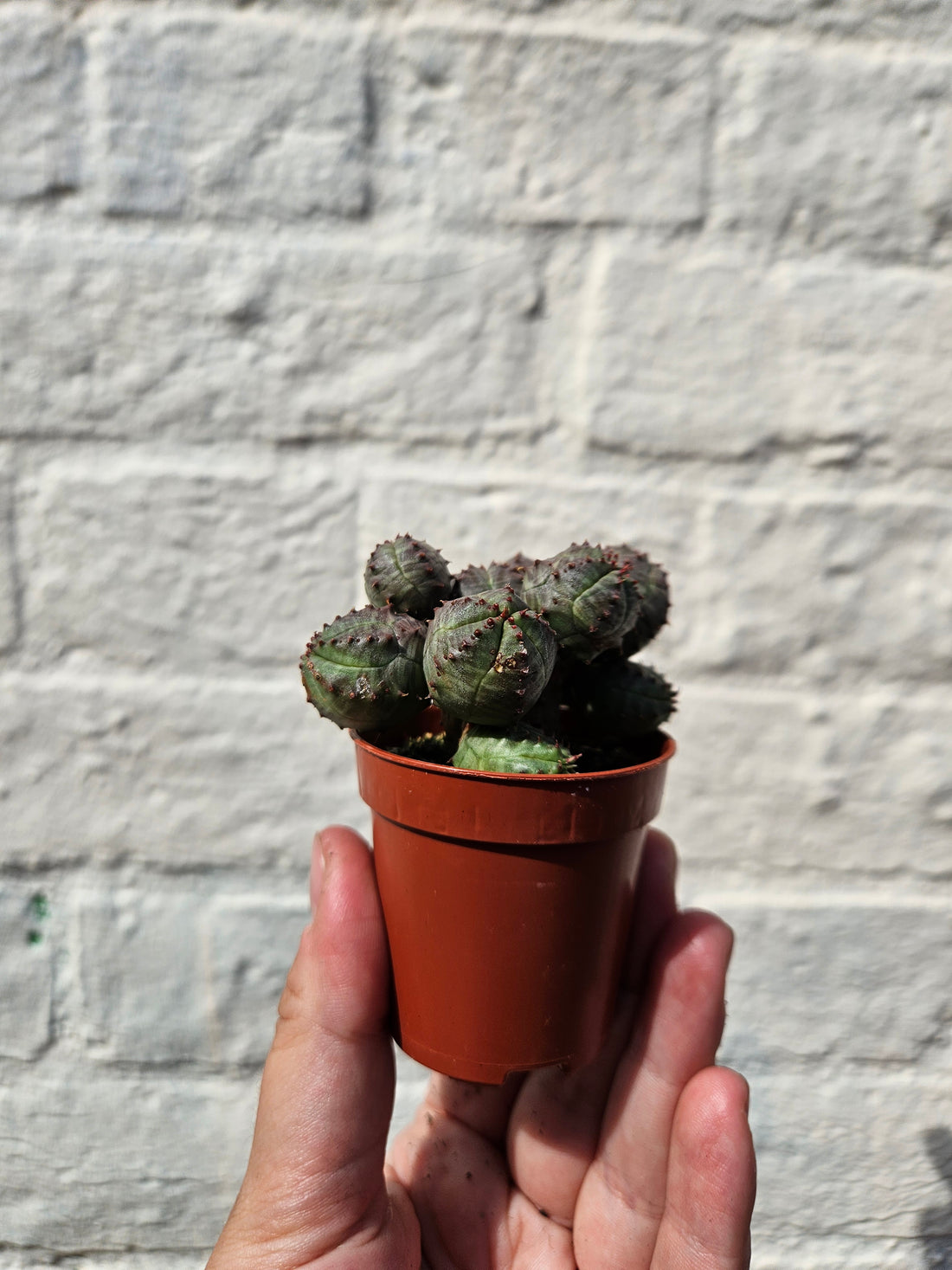 Euphorbia pseudoglobosa (False Globose)