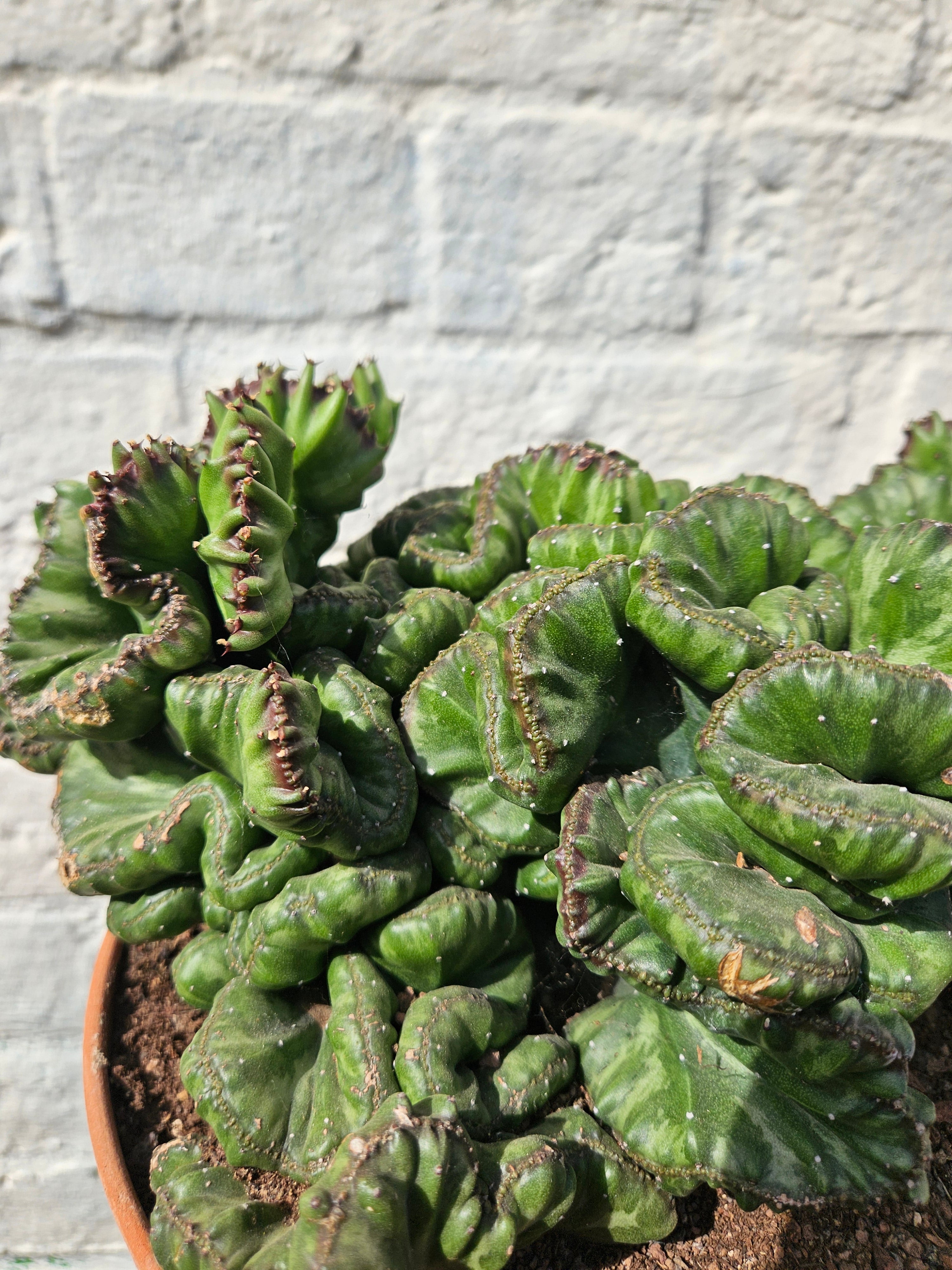 Euphorbia &