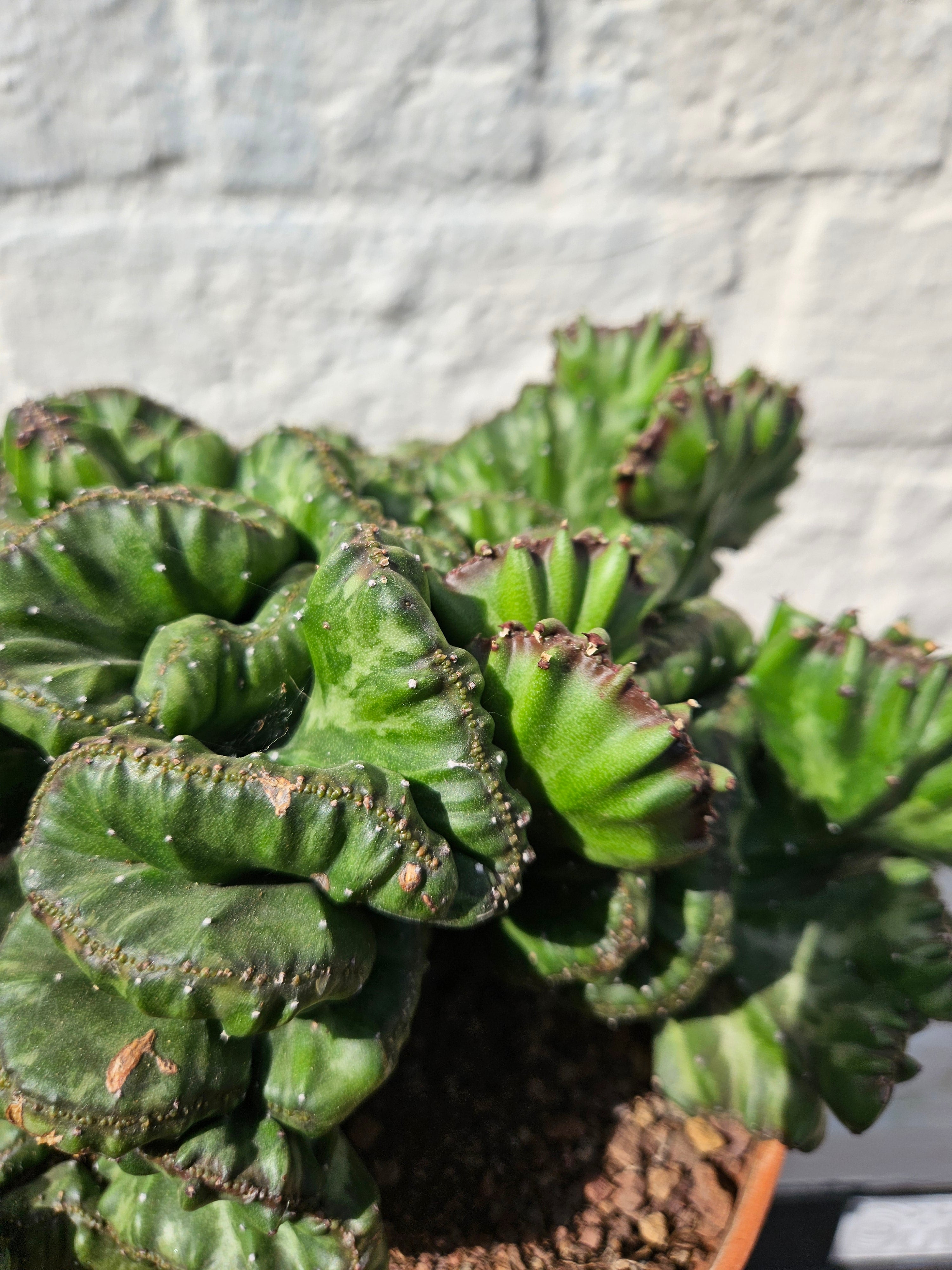 Euphorbia &